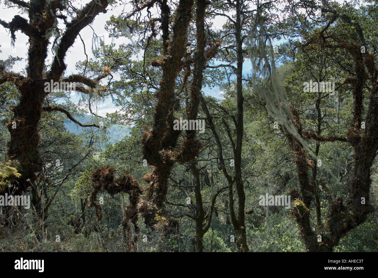 A view through lush forest canopy rich in ferns lichens and epiphytes near Taktshang monastery Bhutan. Stock Photo