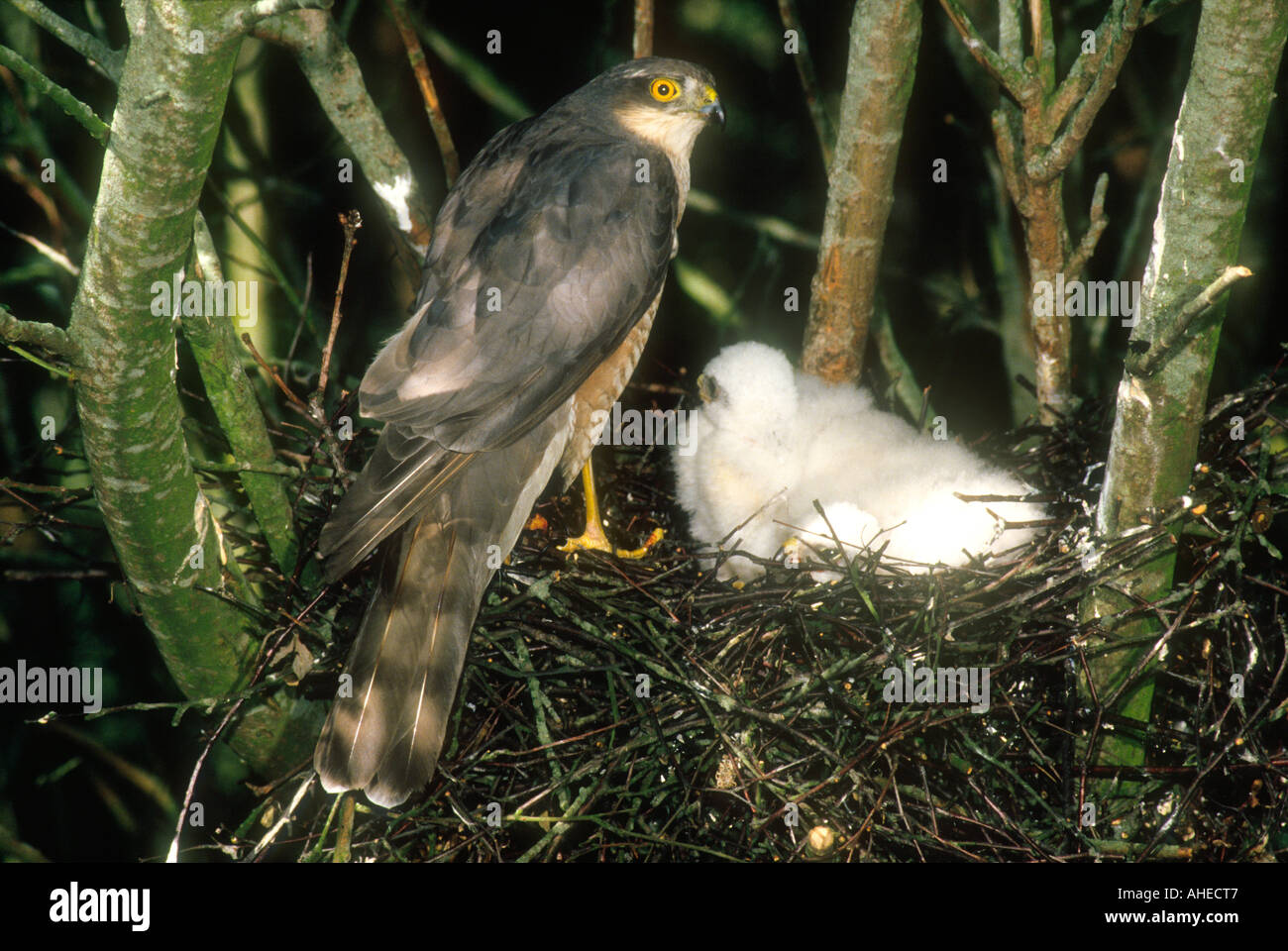 eurasian-sparrowhawk-accipter-nisus-adult-female-at-nest-with-two-young