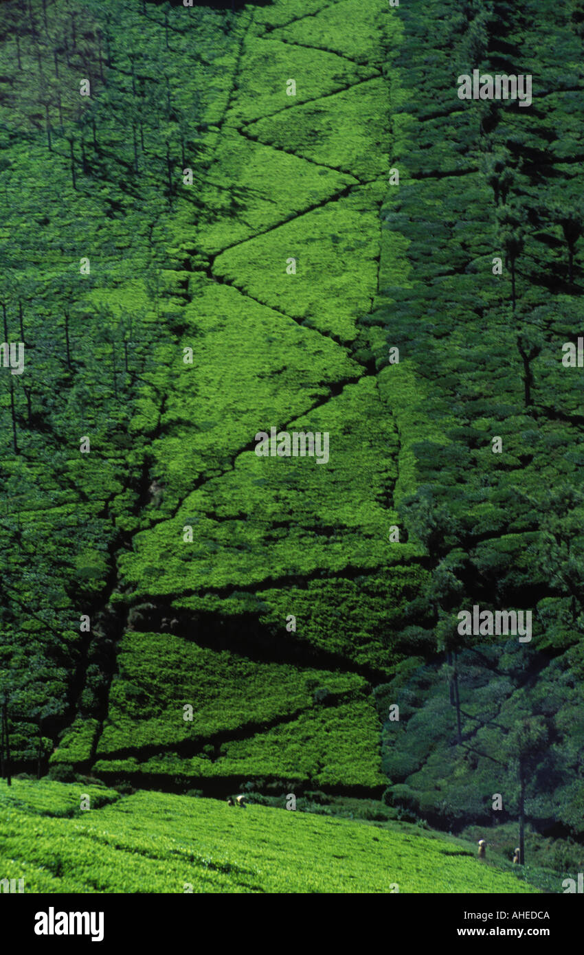 Zig zag paths climbing the hillside of a tea plantation Nilgiri Hills