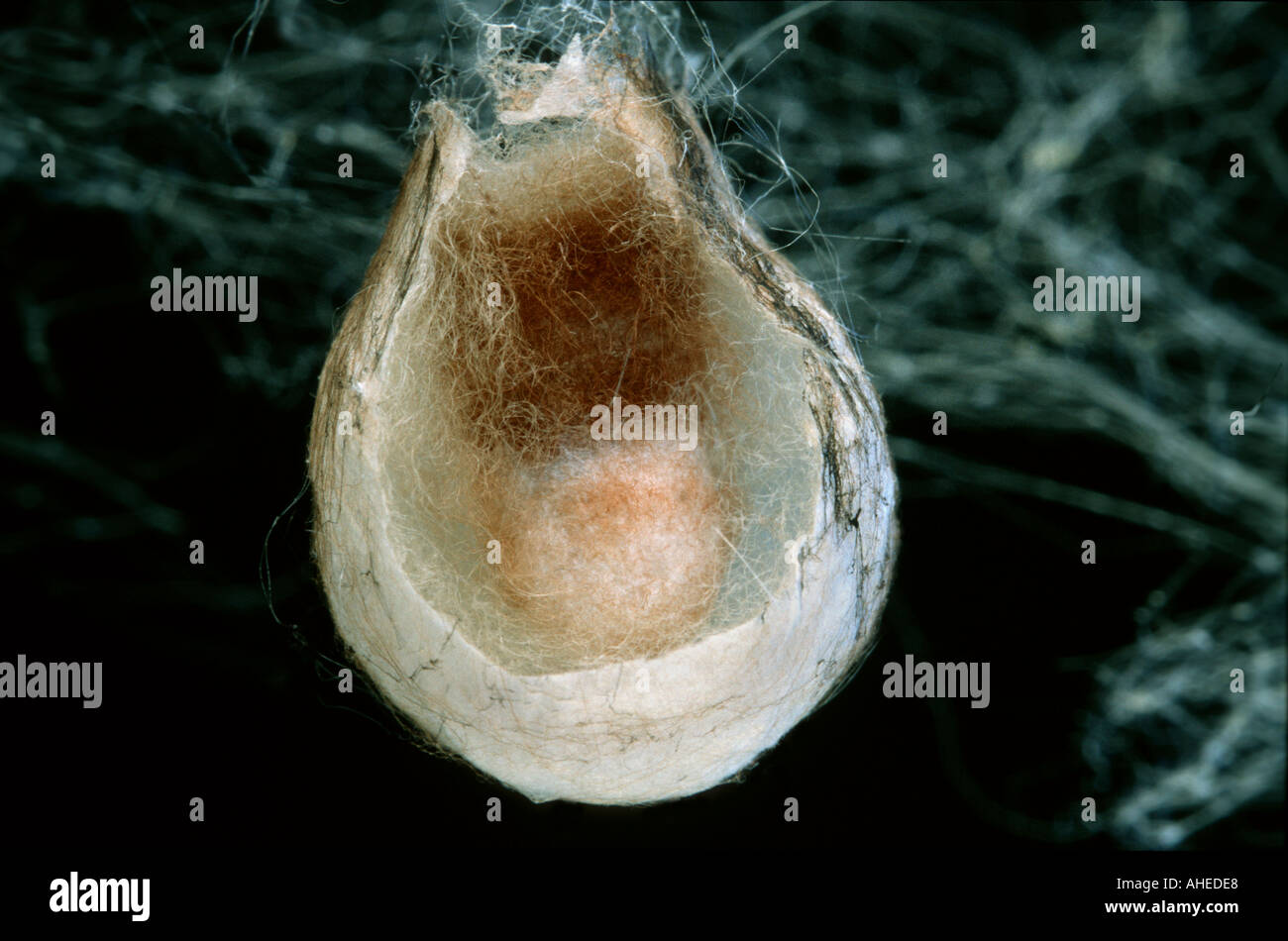 a wasp spiders cocoon kokon outer skin removed looking inside Stock Photo