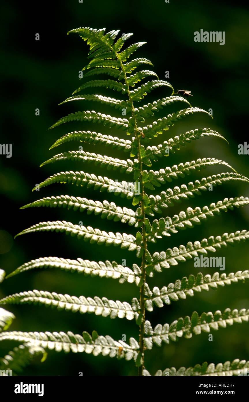 Woodland plant ostrich fern hi-res stock photography and images - Alamy