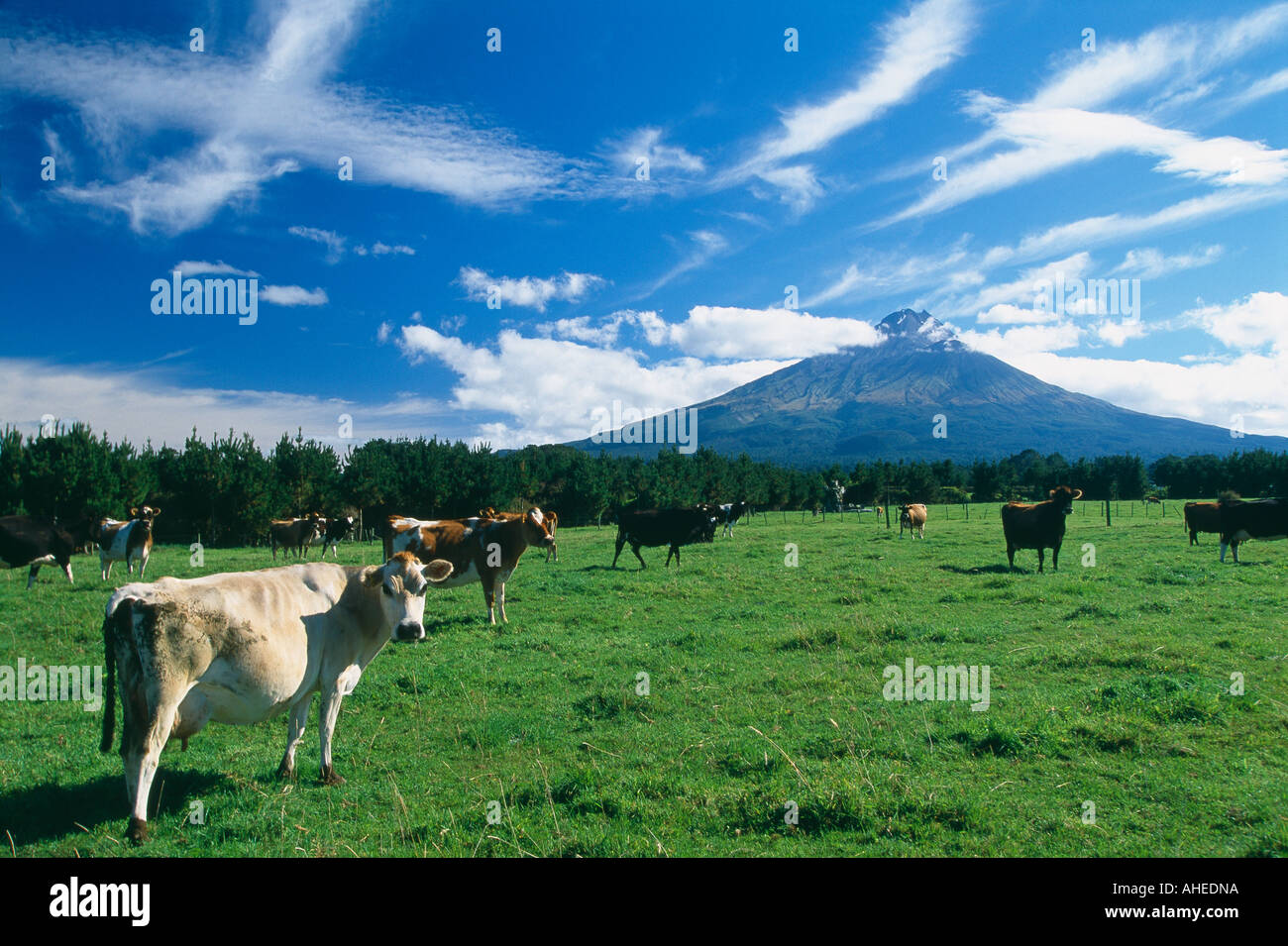 the volcanic peak of Taranaki Mount Egmont beyond a field of cows North Island New Zealand Stock Photo