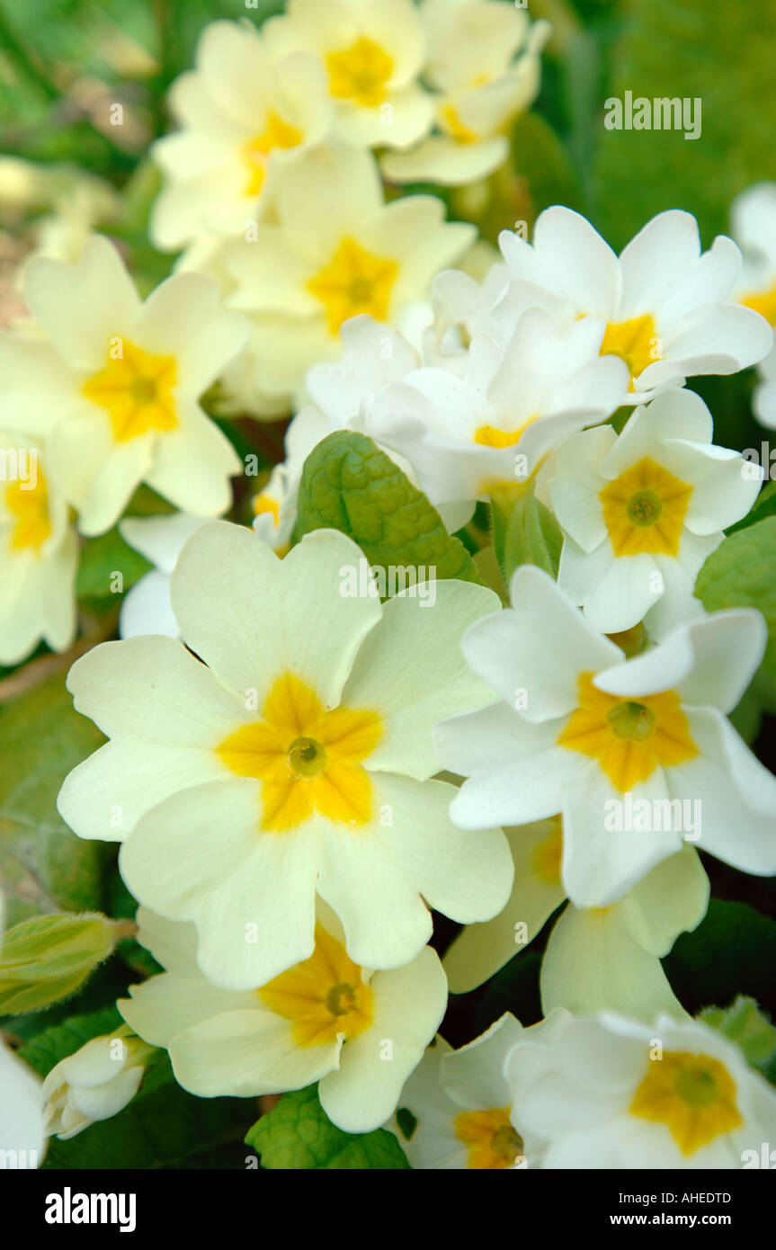 WHITE AND YELLOW PRIMROSES PRIMULA VULGARIS GROWING WILD UK Stock Photo