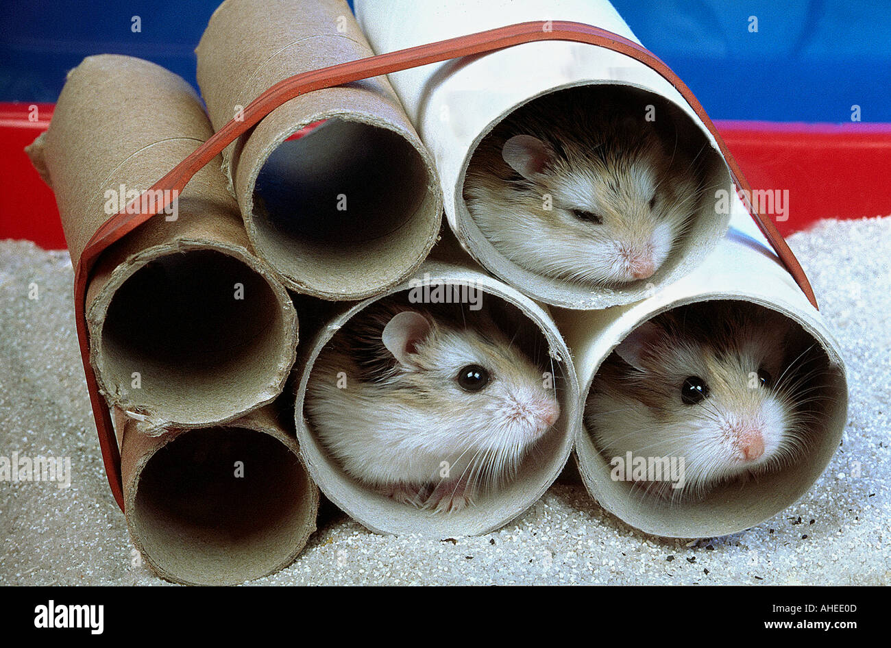 3 three Roborowsky Hamsters the smallest hamsters of the world sitting in paper tubes  Stock Photo