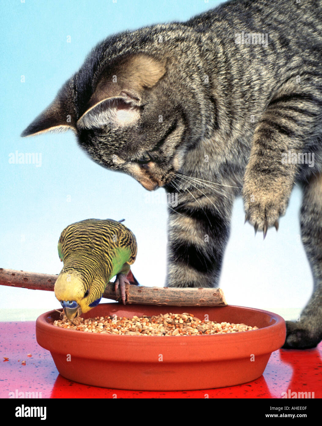 DANGER FOR LIFE budgerigar sitting at a food trough while the cat is