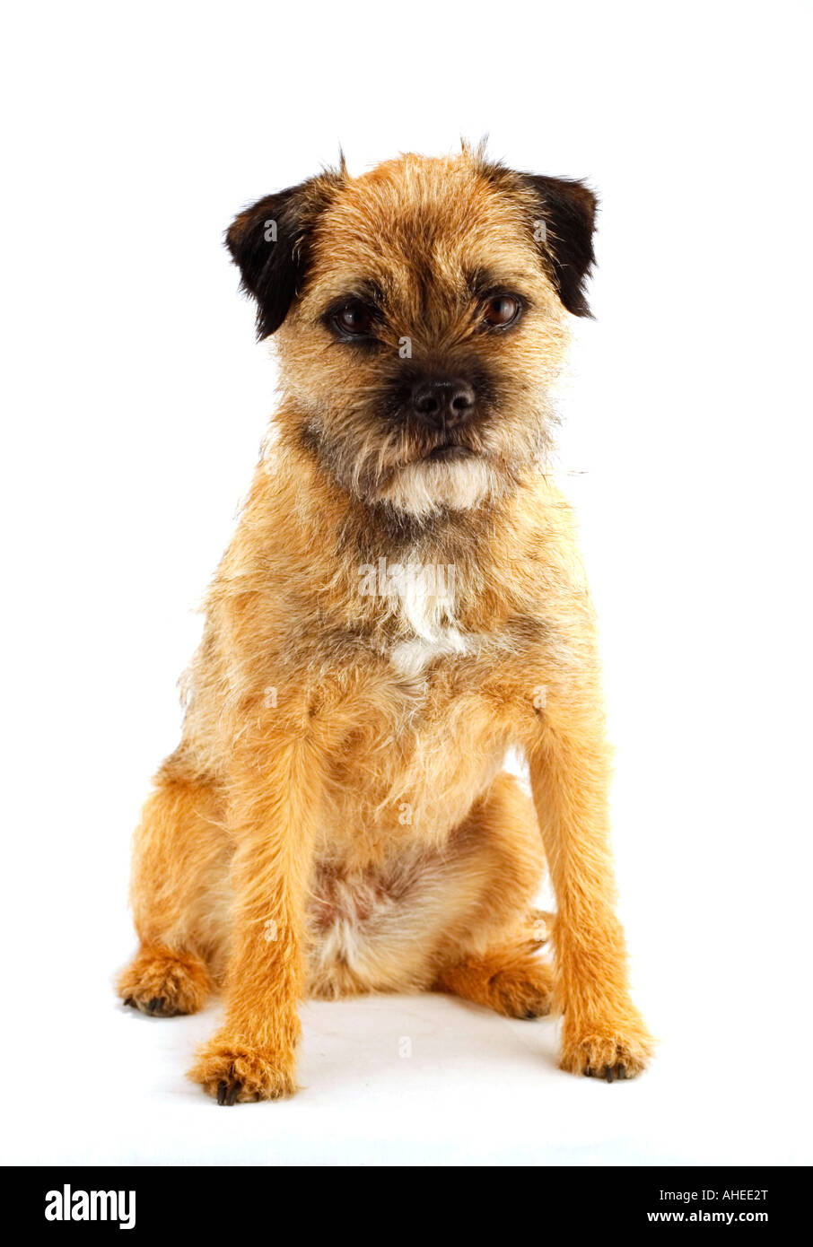 are border terriers good dogs