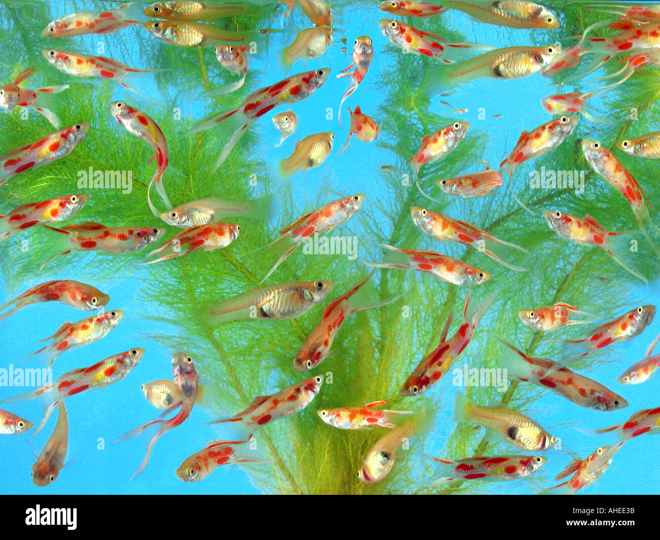 guppy fishes in a glass aquarium waterplant Stock Photo Alamy