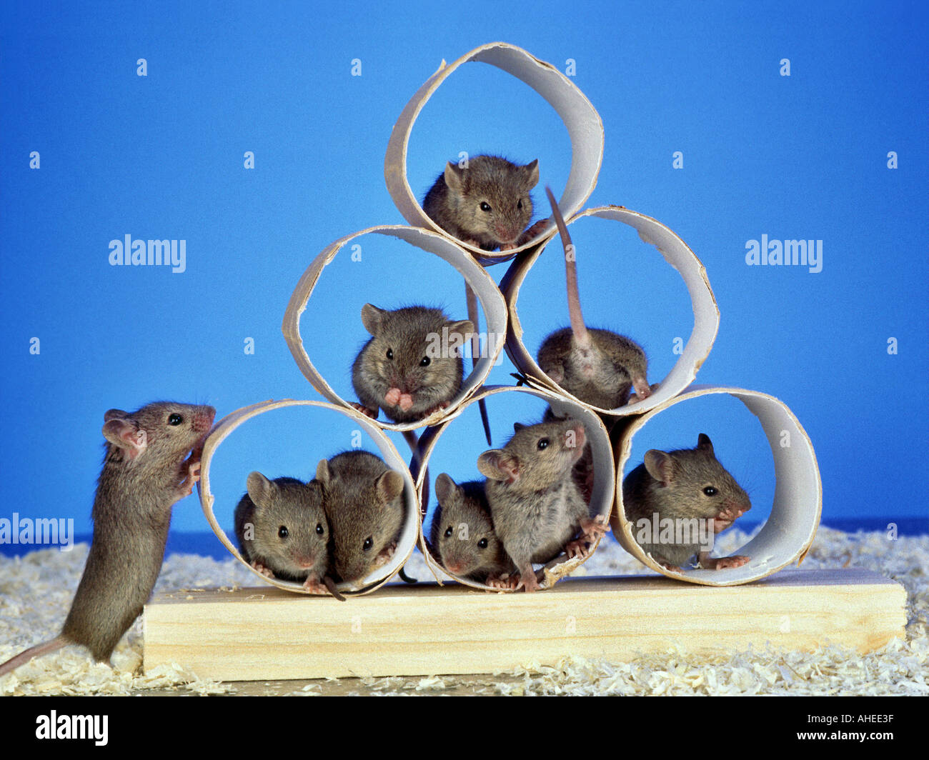9 nine mice sitting in a PYRAMID made of paper rolls  Stock Photo