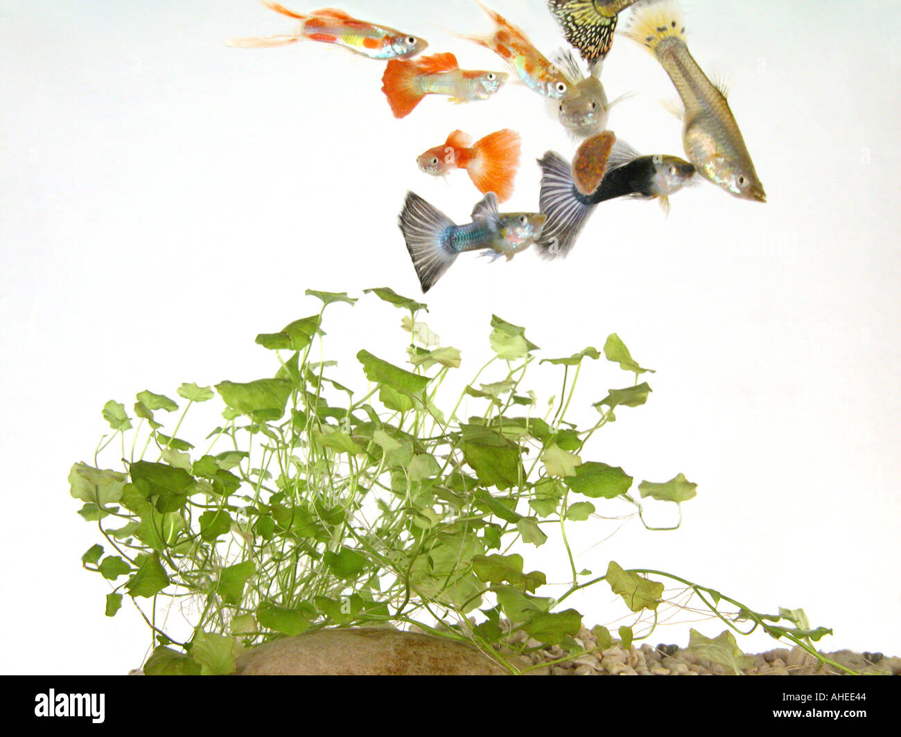 guppy fishes in a glass aquarium waterplant Stock Photo Alamy