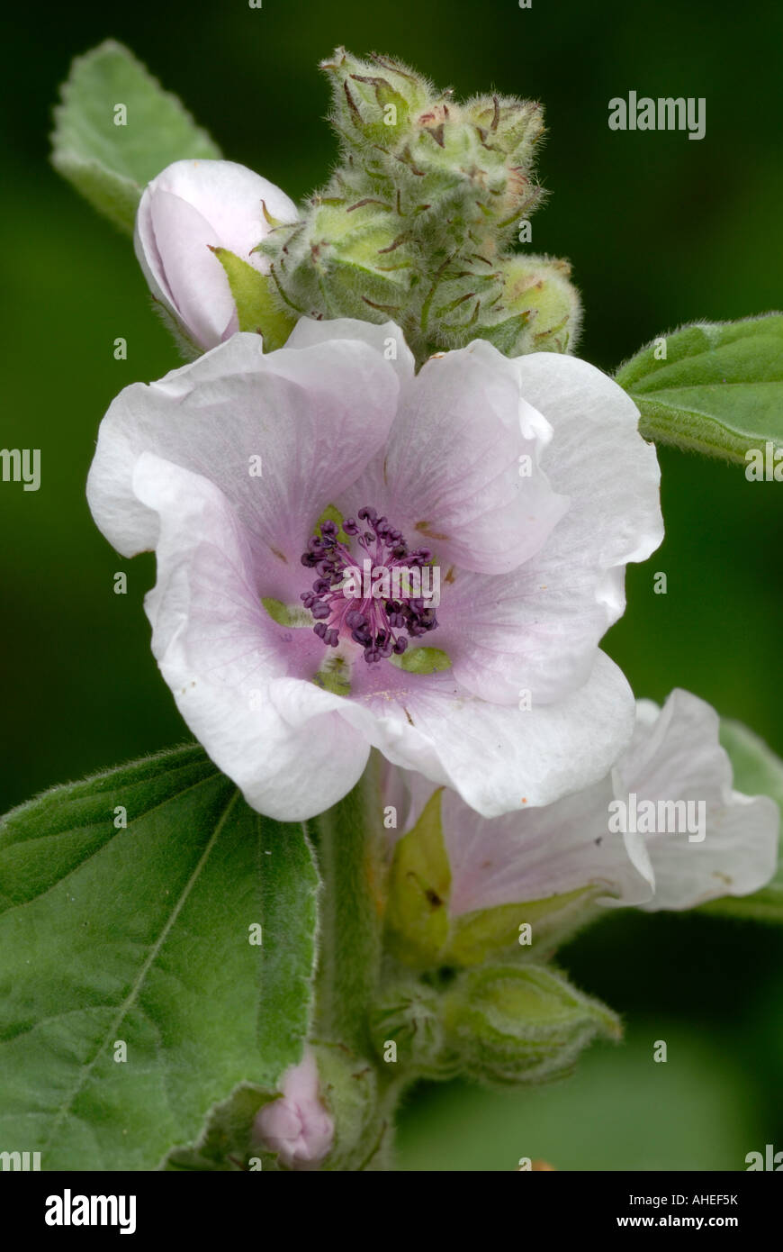 Marshmallow plant hires stock photography and images Alamy