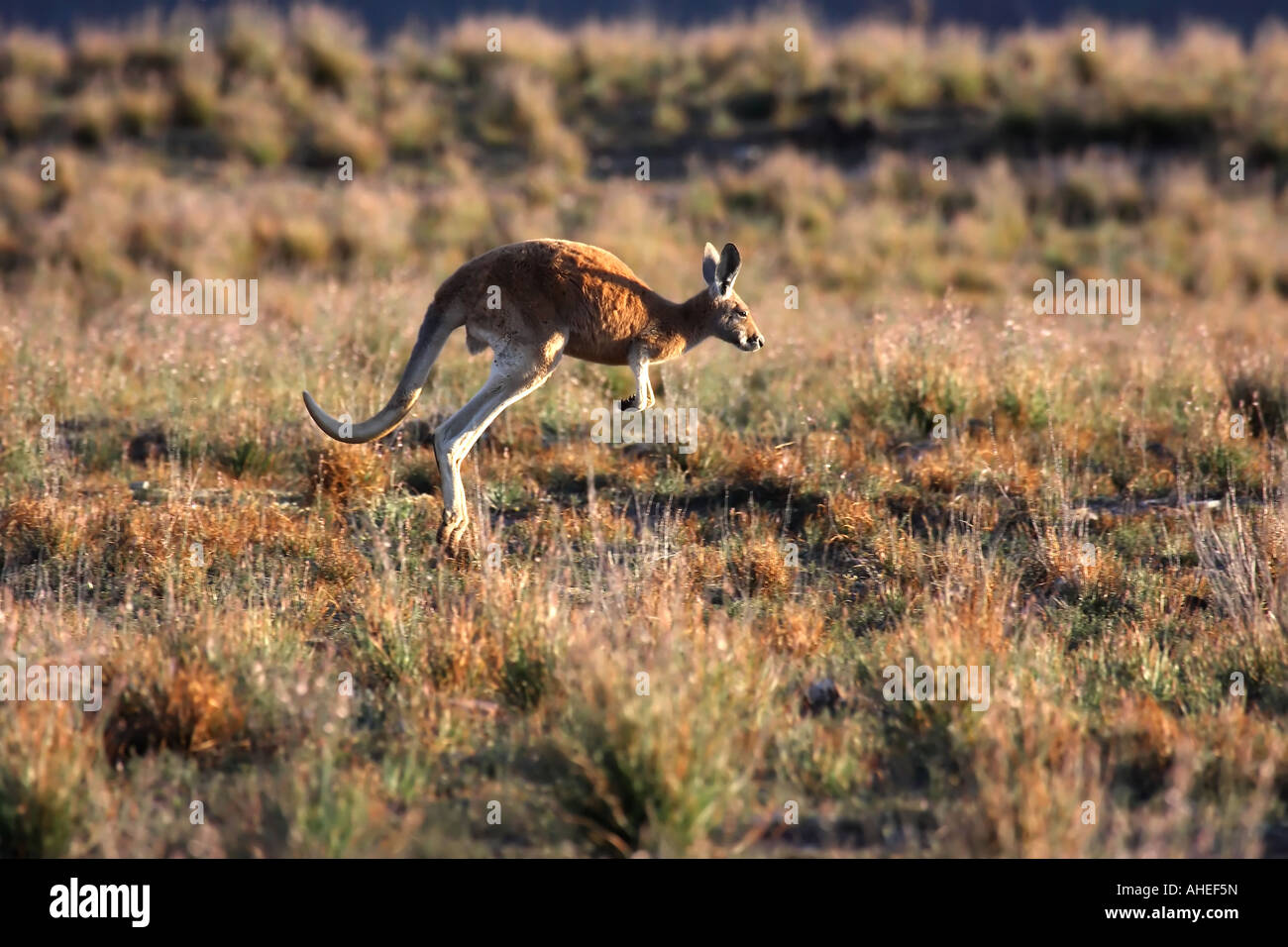 red kangaroo, macropus rufus, single adult male running Stock Photo