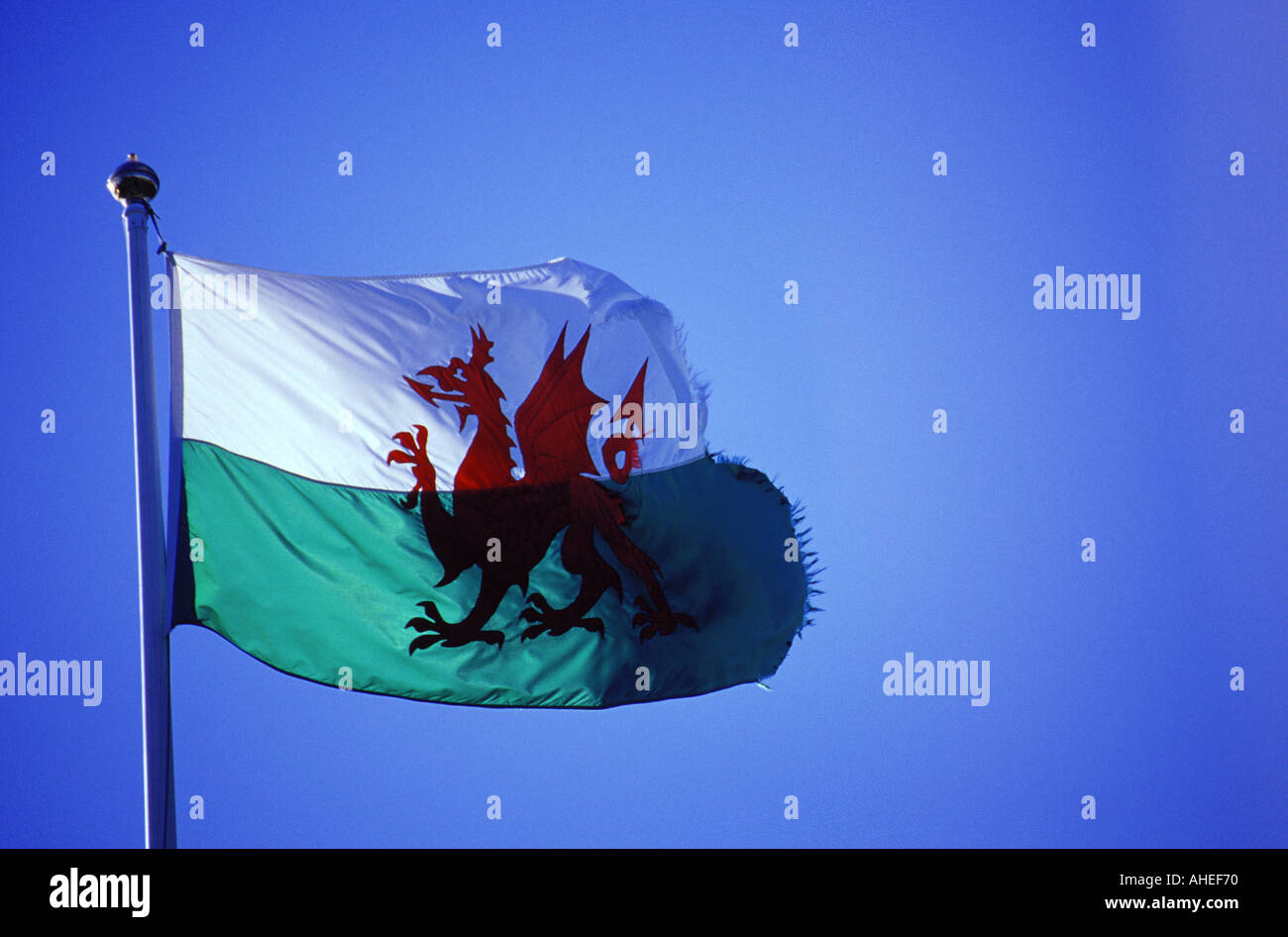 THE WELSH FLAG FLYING IN THE BREEZE AGAINST A BLUE SKY ON A SUNNY DAY Stock Photo