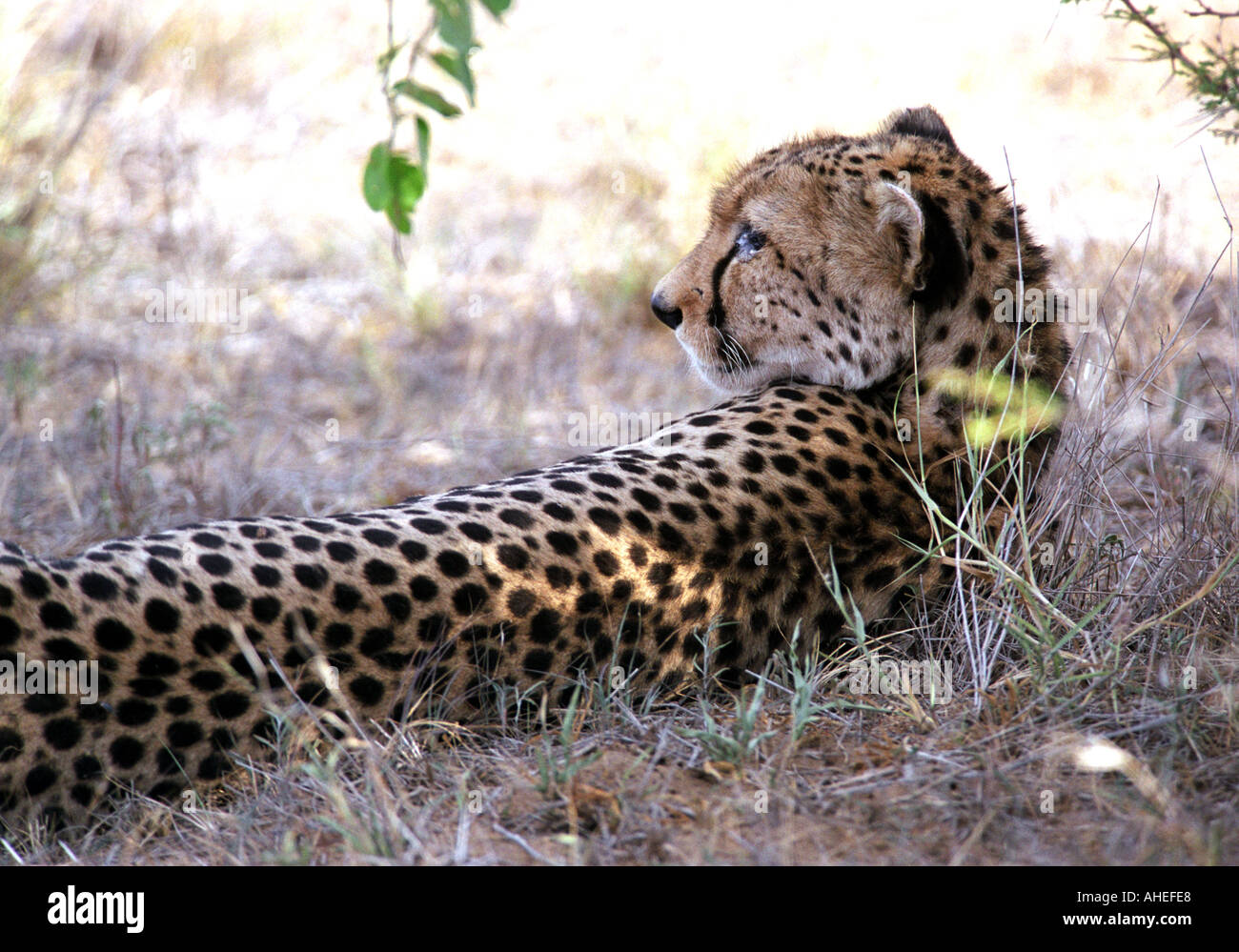 Tree shade animal africa hi-res stock photography and images - Alamy
