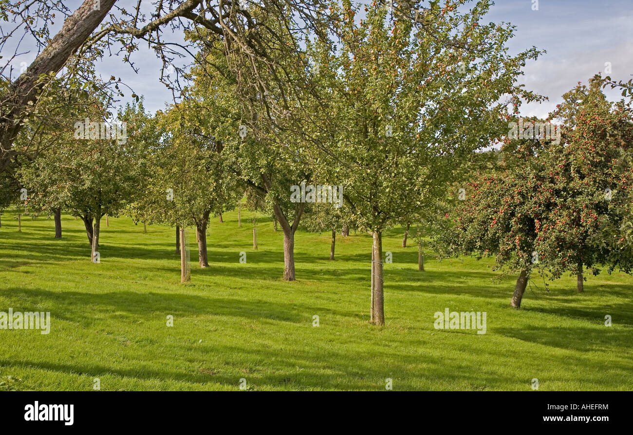 Westons cider orchards in Much Marcle, Herefordshire Stock Photo Alamy