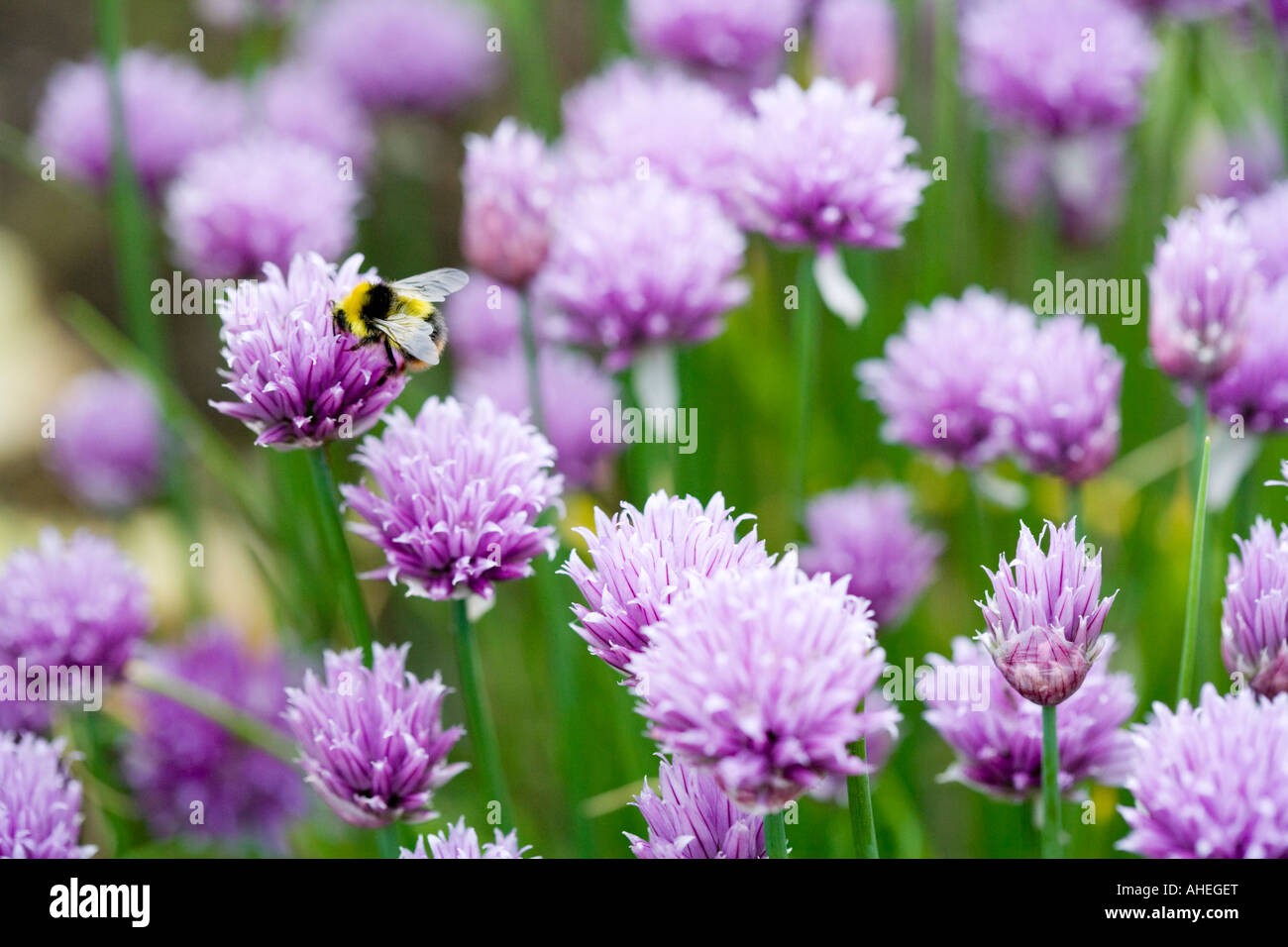 Bee on chive (allium schoenoprasum) flower Stock Photo Alamy