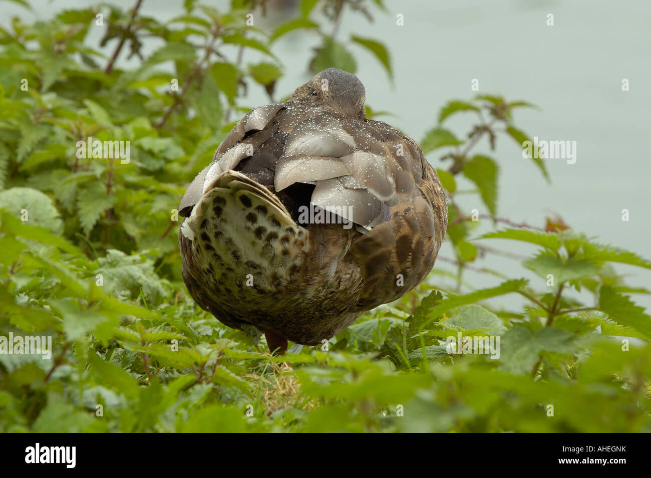 Mallard Anas platyrhynchos with Rain Droplets Stock Photo