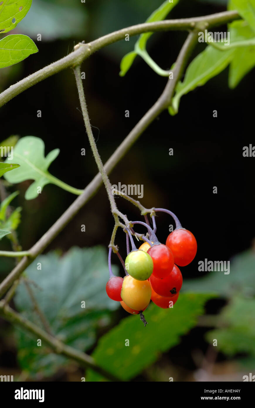 Red Berries Woody Nightshade Solanum Stock Photos & Red Berries Woody