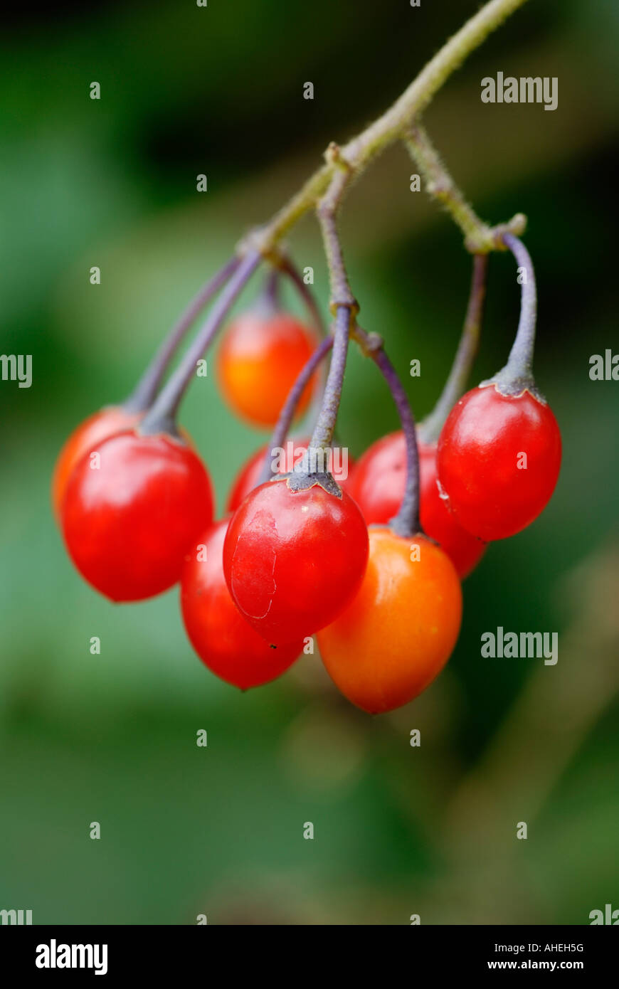 Woody nightshade uk hires stock photography and images Alamy