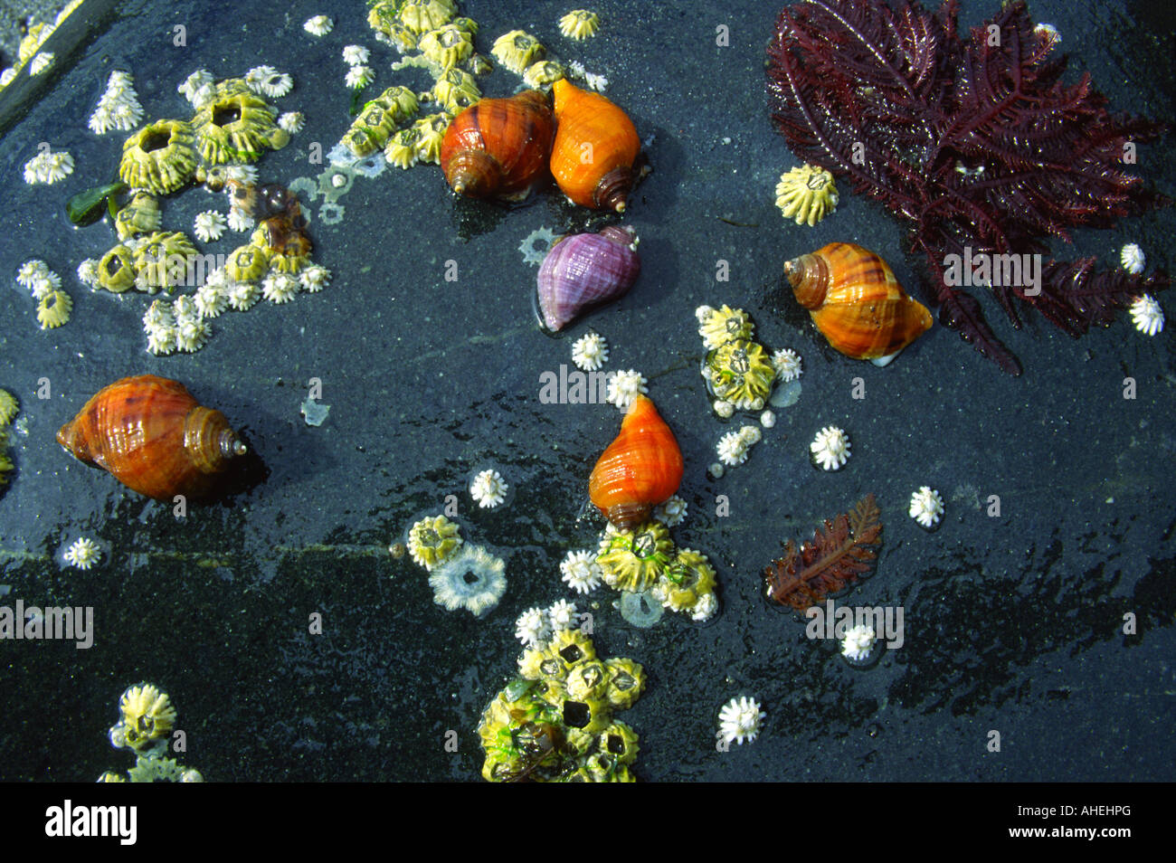 File dogwinkle snails, Cook Inlet, near Homer, Alaska Stock Photo