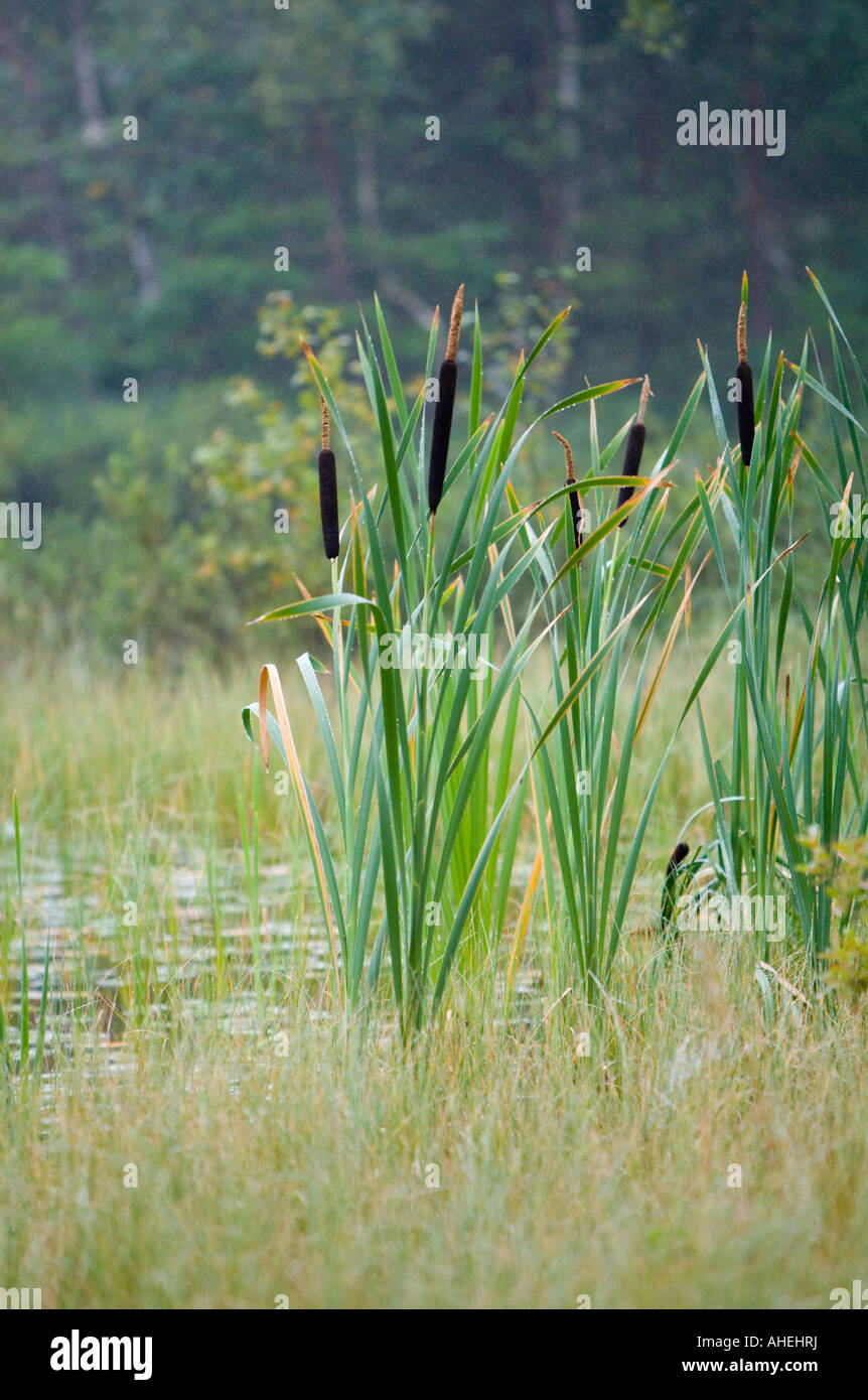 Reed at Swedish lake Stock Photo - Alamy
