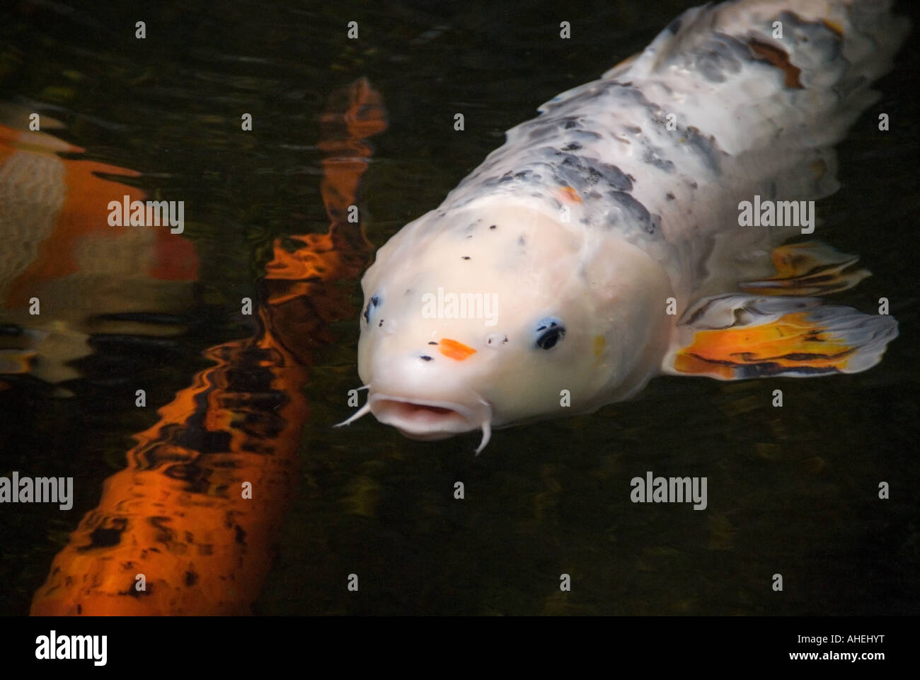 Koi mouth hi-res stock photography and images - Alamy