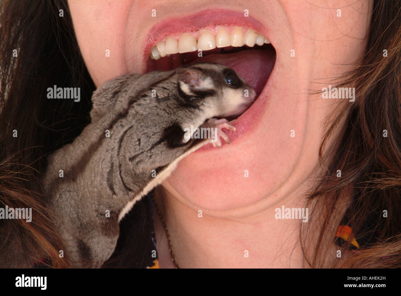 sugar glider looking inside mouth Stock Photo: 14450824 - Alamy