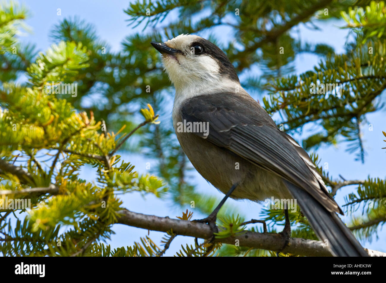 Gray Jay, Perisoreus Canadensis Stock Photo Alamy