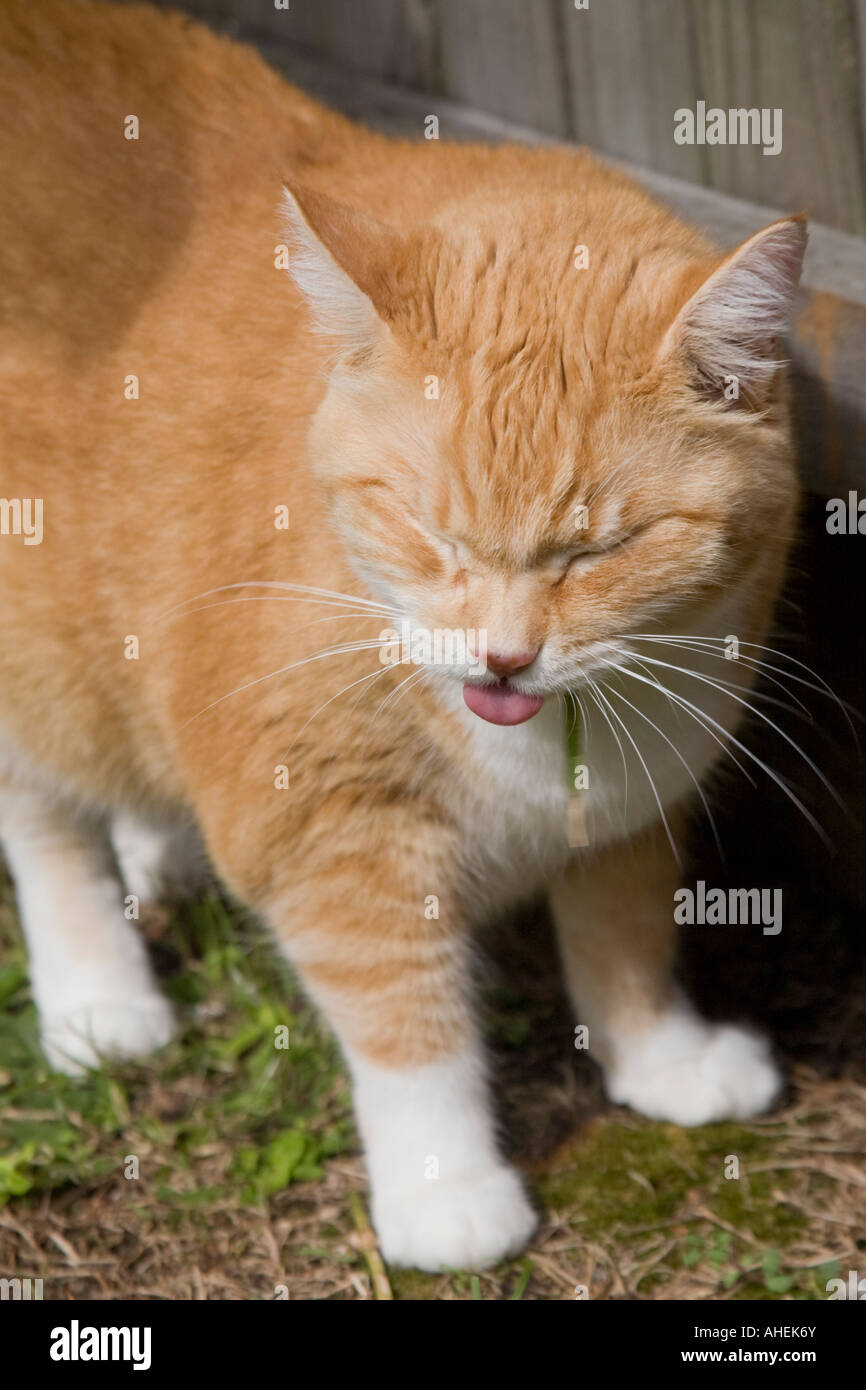 Ginger and white cat chewing a blade of grass, tongue sticking out