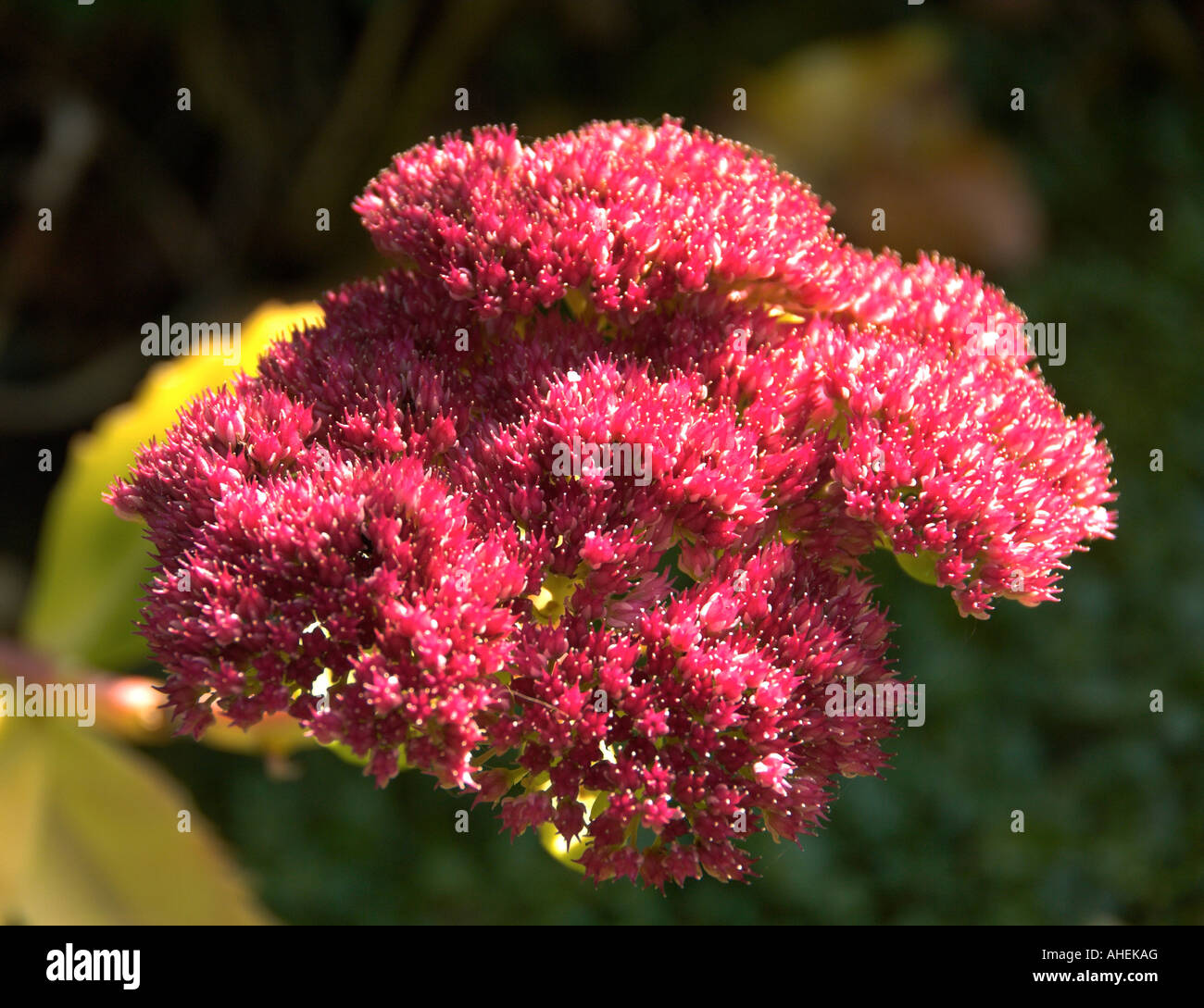 Sedum autumn joy hi-res stock photography and images - Alamy