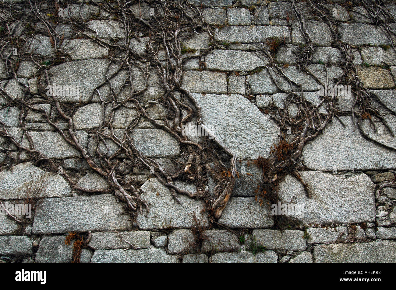 Tree roots growing over a wall Stock Photo Alamy