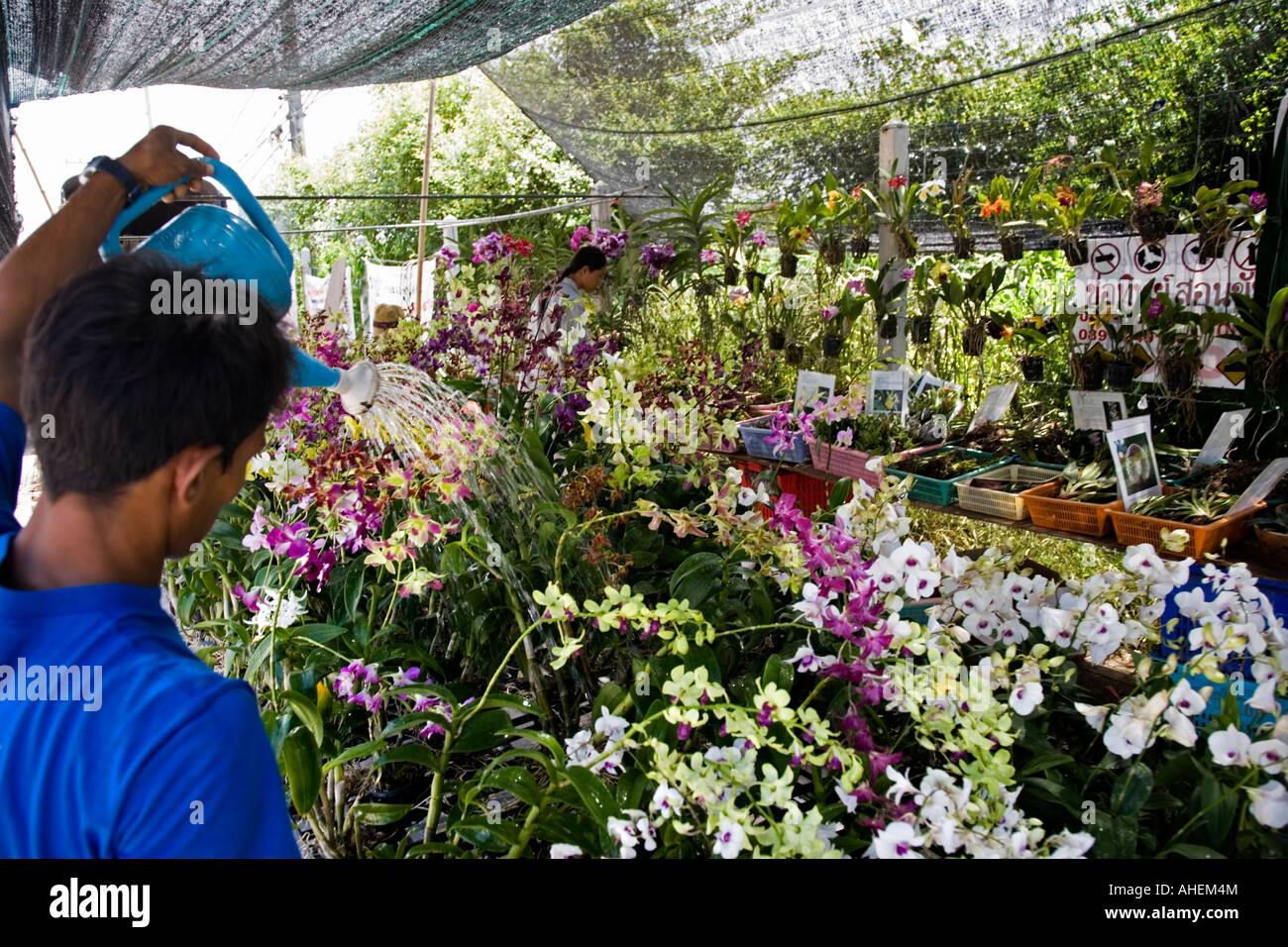 Market stall holder with a large display of orchids in Banchang Thailand. The owner is watering the plants and flowers. Stock Photo