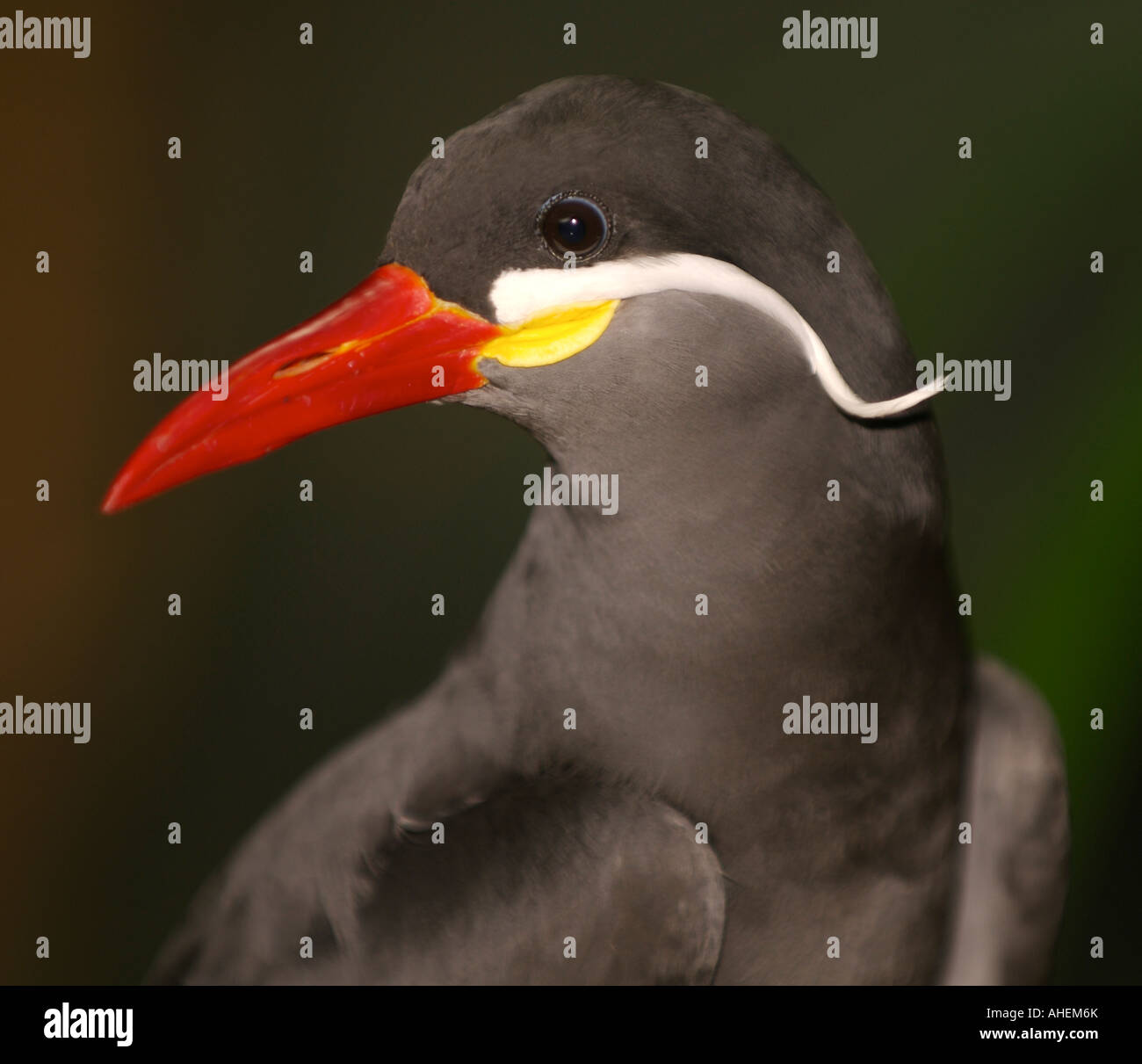 Adult Inca Tern Larosterna inca at the Lincoln Park Zoo in Chicago, Illinois, United States. Stock Photo