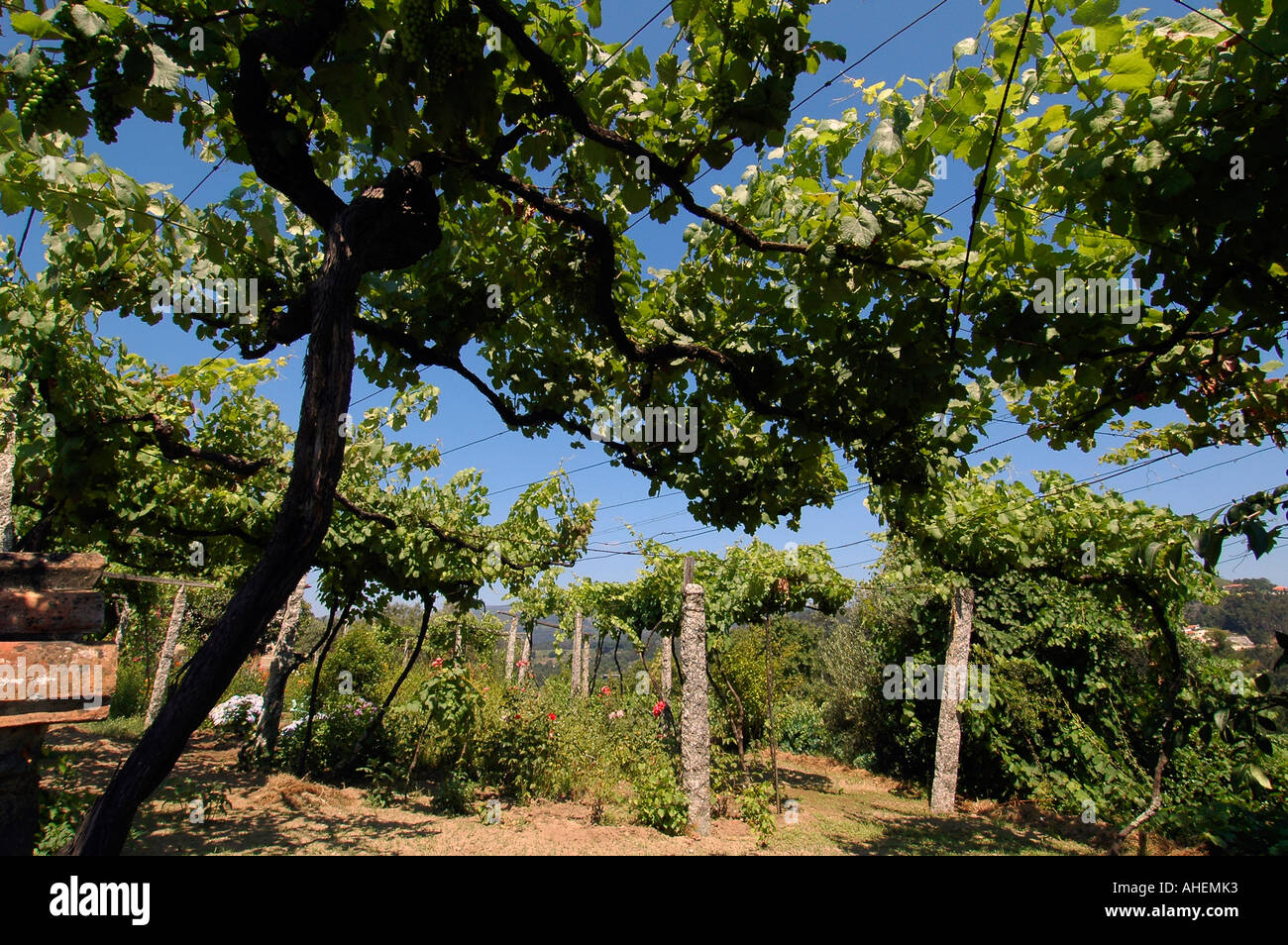 Vineyard plantation in a rural area near Ponte da Barca in the district ...
