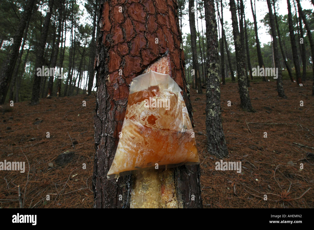 Harvesting pine resin from bleeding trees, Uganda Stock Photo - Alamy