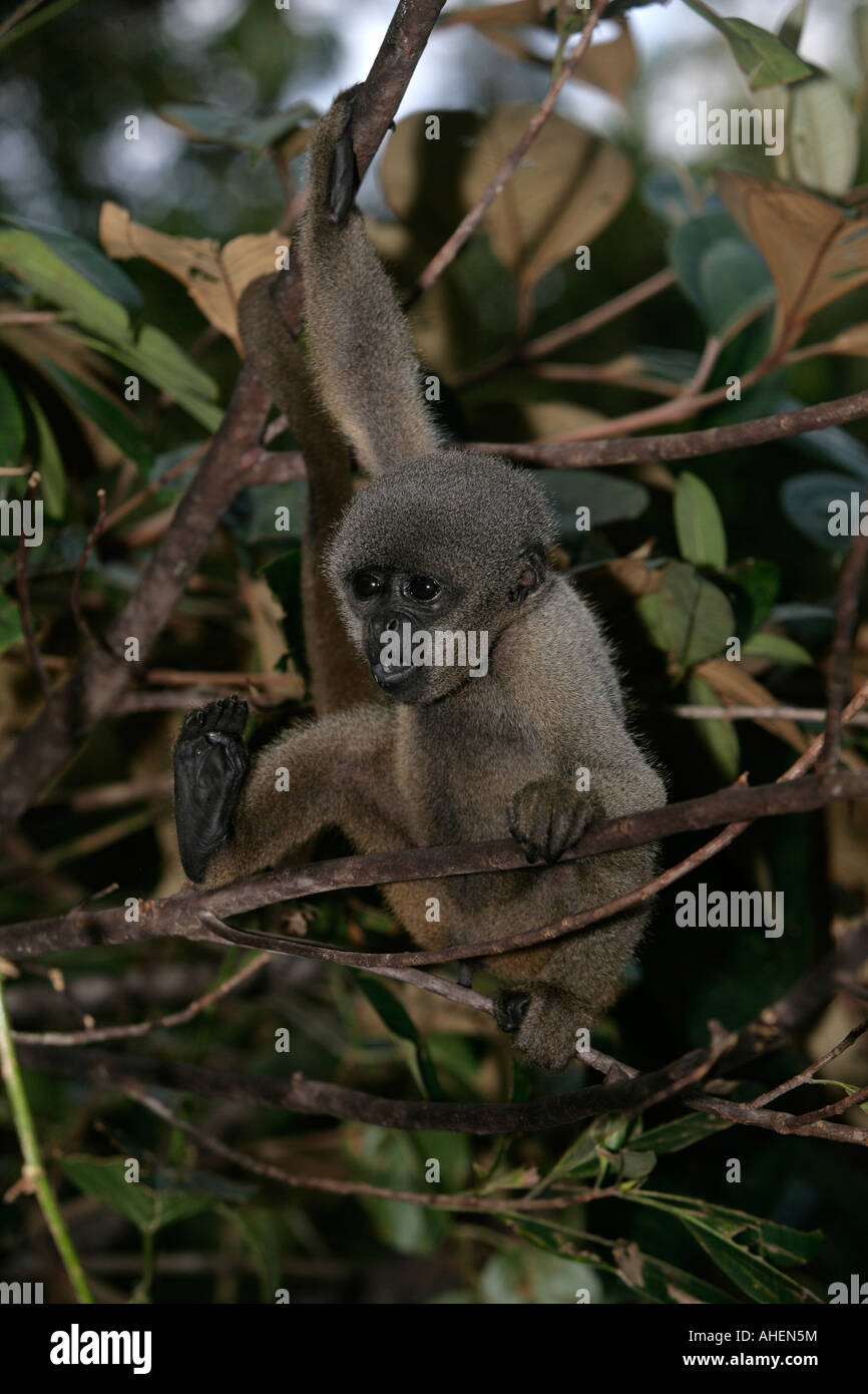 Brown or Common woolly momkey Lagothrix lagotricha Brazil Stock Photo -  Alamy