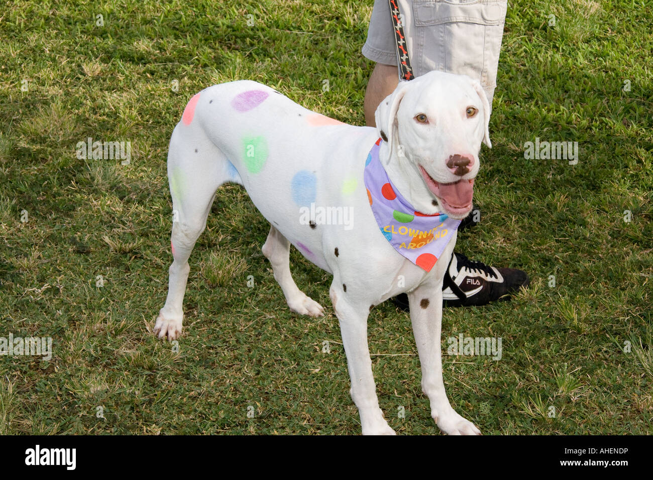 Colored dalmatian best sale