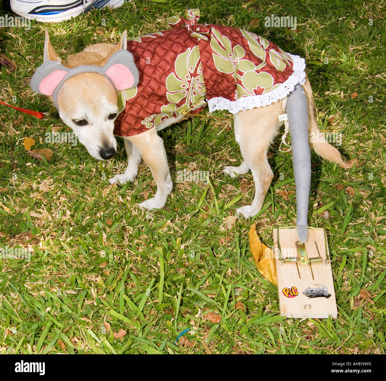 https://c8.alamy.com/comp/AHENWG/chihuahua-dog-dressed-in-mouse-or-rat-costume-with-tail-caught-in-AHENWG.jpg