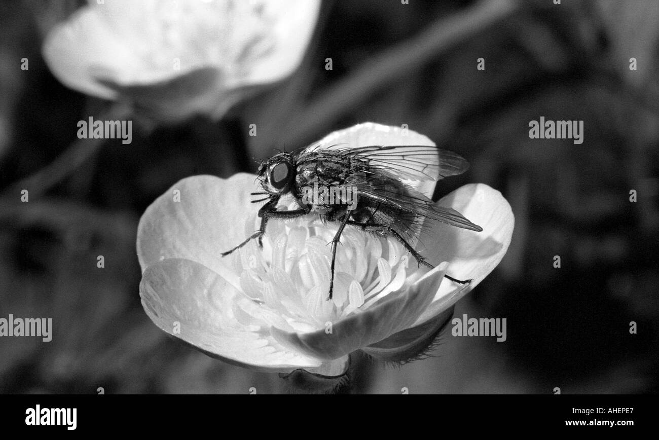 Close up shot of common house fly on flower Stock Photo