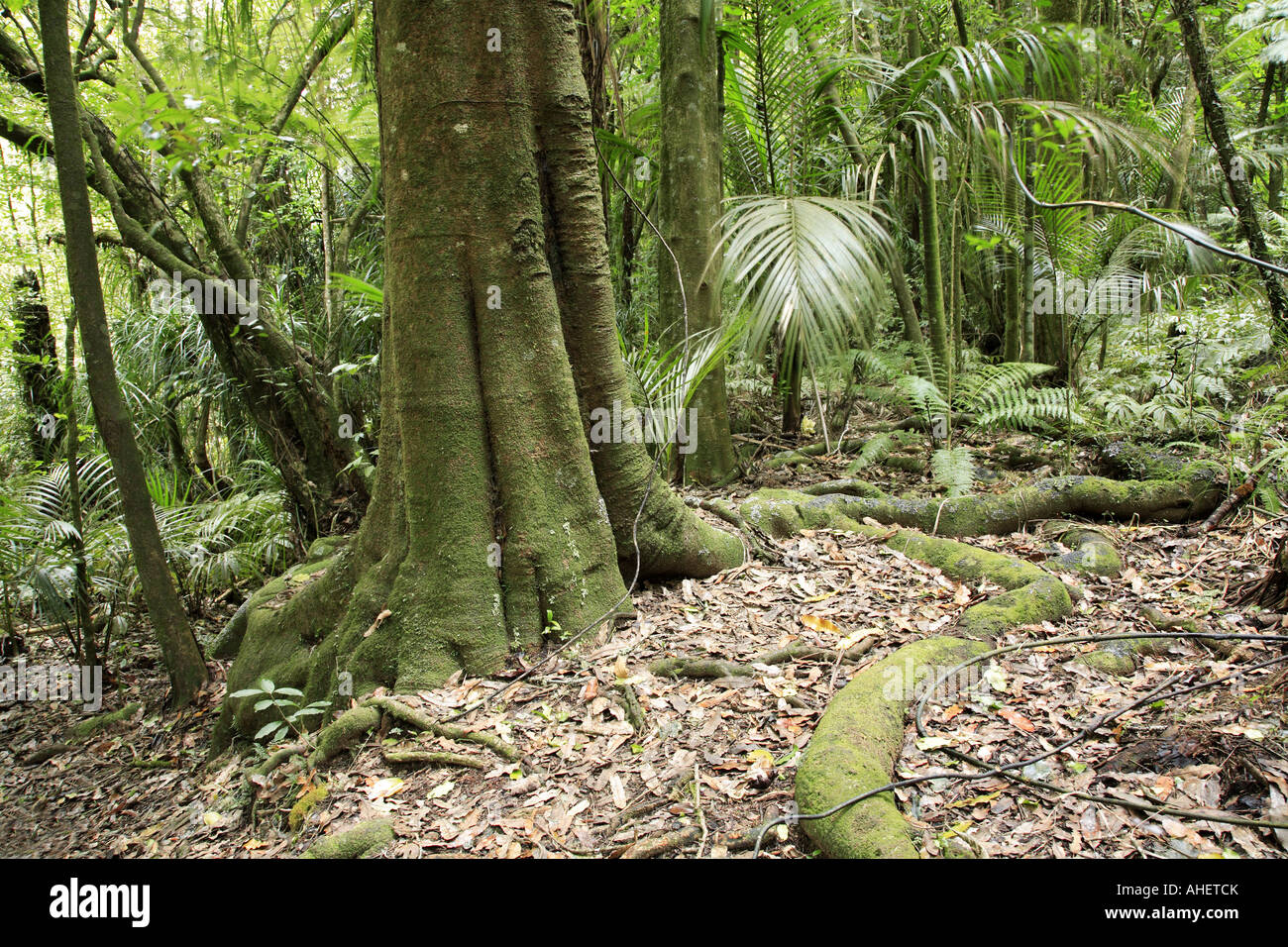 Large forest tree hi-res stock photography and images - Alamy