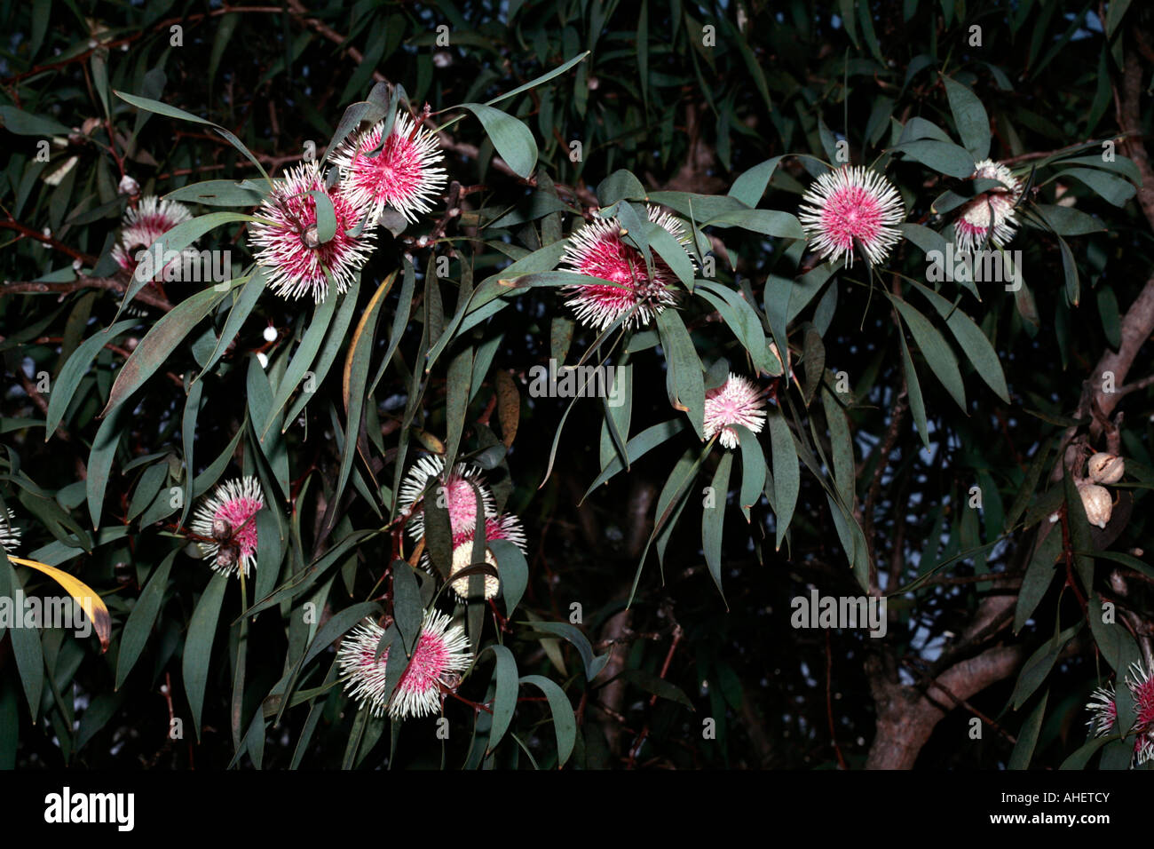 Close-up of Pincushion Hakea/ Emu Bush/ Kodjet- Hakea laurina- Family Proteaceae Stock Photo