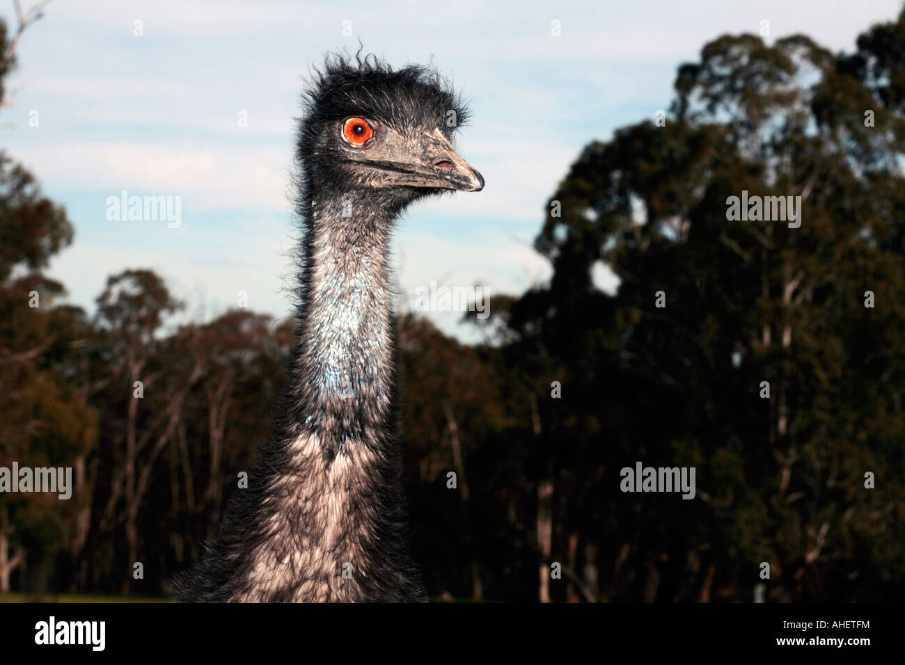 Emu female in breeding plumage- Dromaiius novaehollandiae- Family Dromaiidae Stock Photo