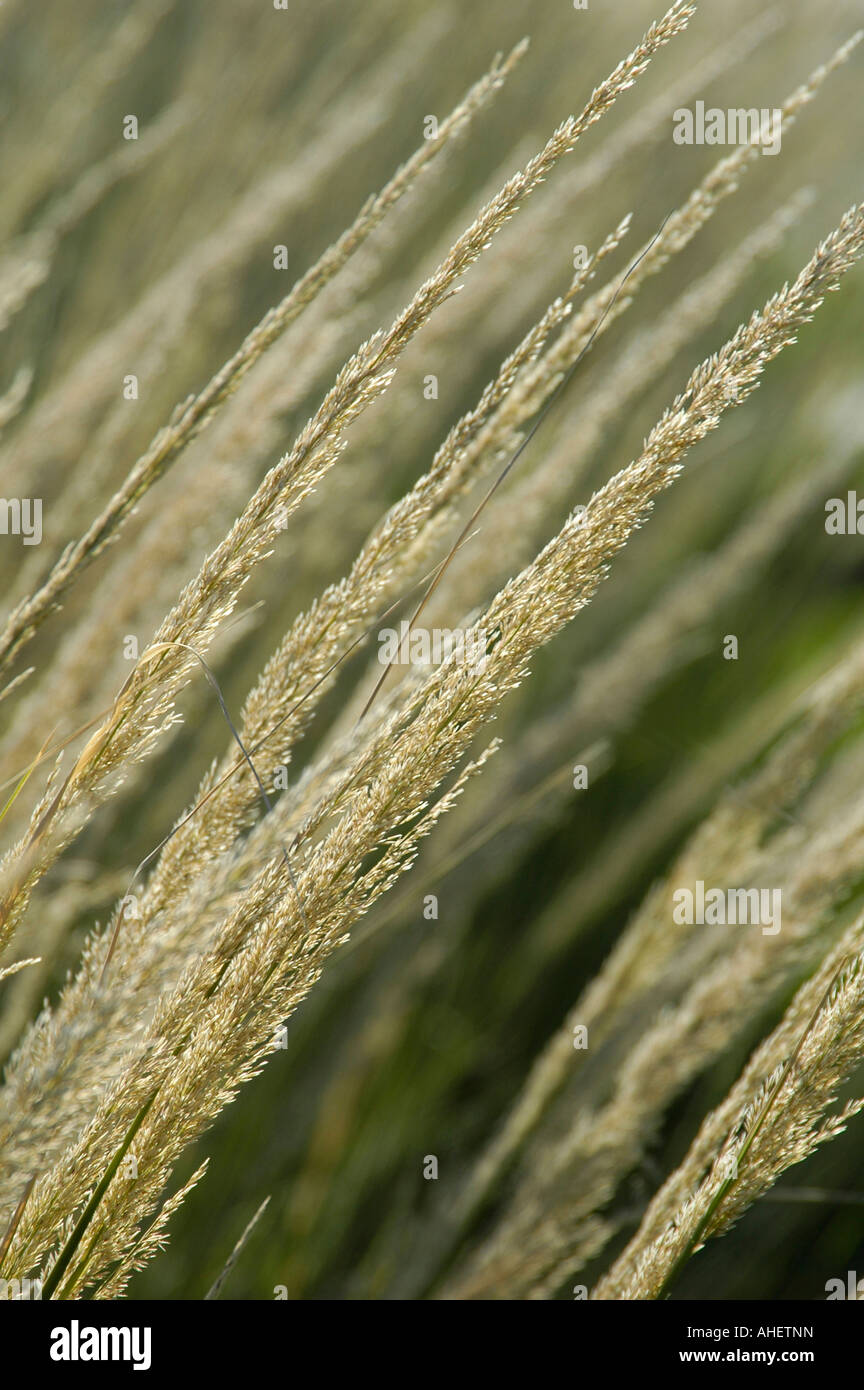 Texas wild grass Stock Photo Alamy