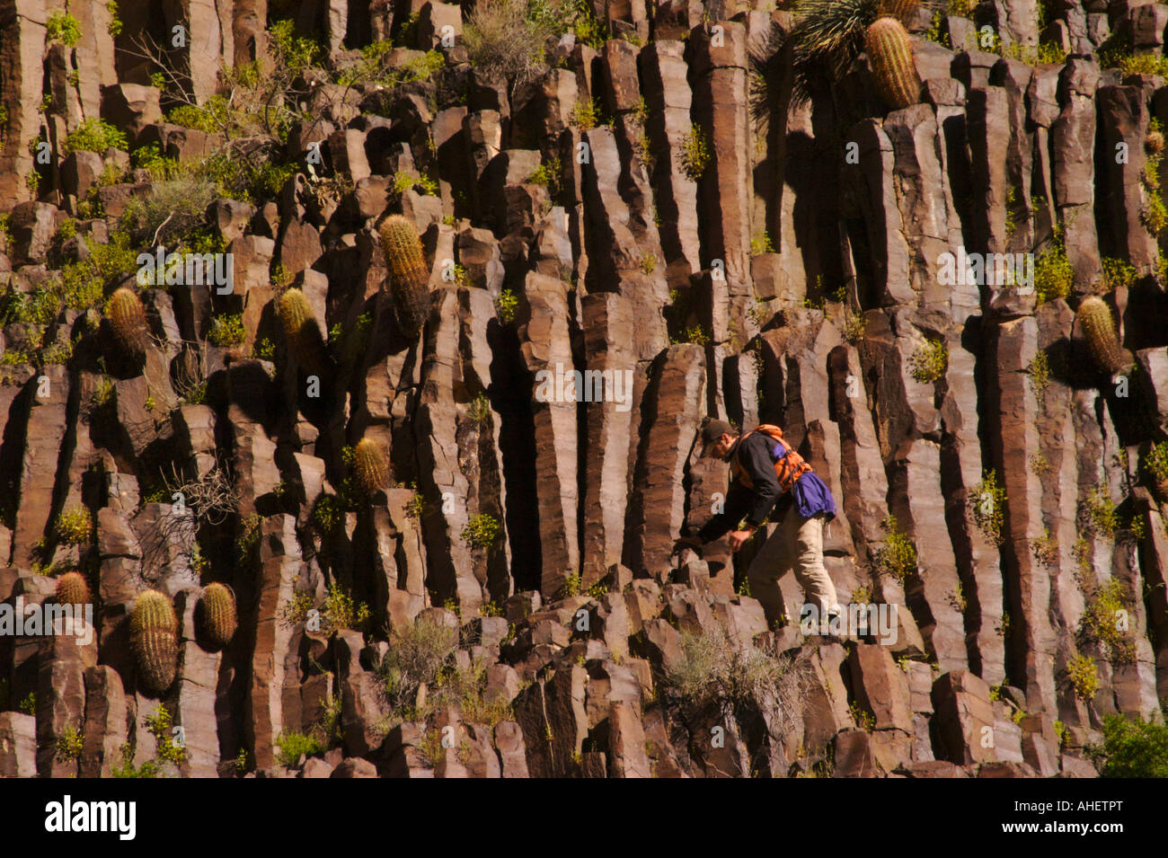 Man climbs basalt rock columns among barrel cactus in Grand Canyon National Park Arizona, United States Stock Photo
