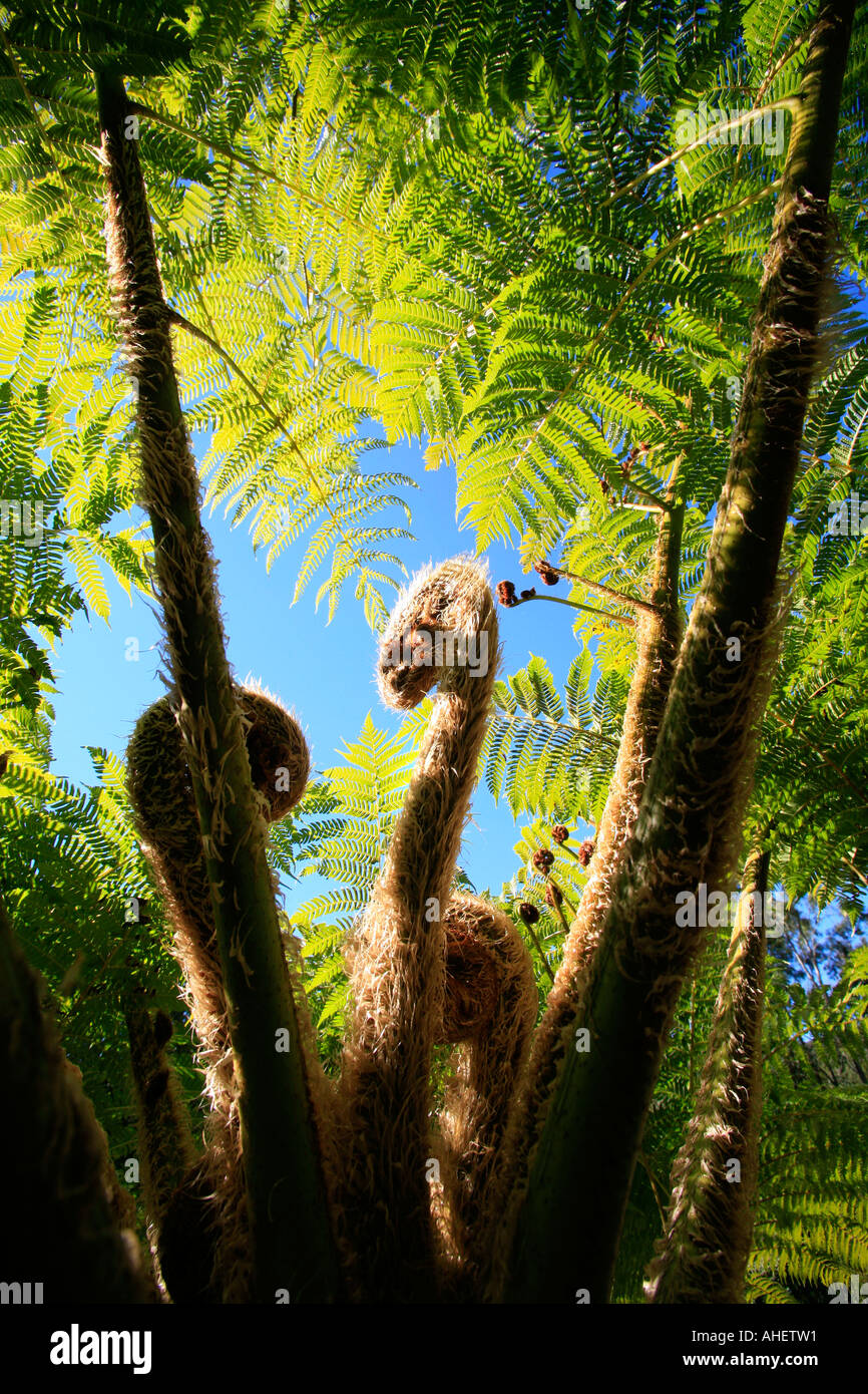 Australian tree fern fronds hi-res stock photography and images - Alamy