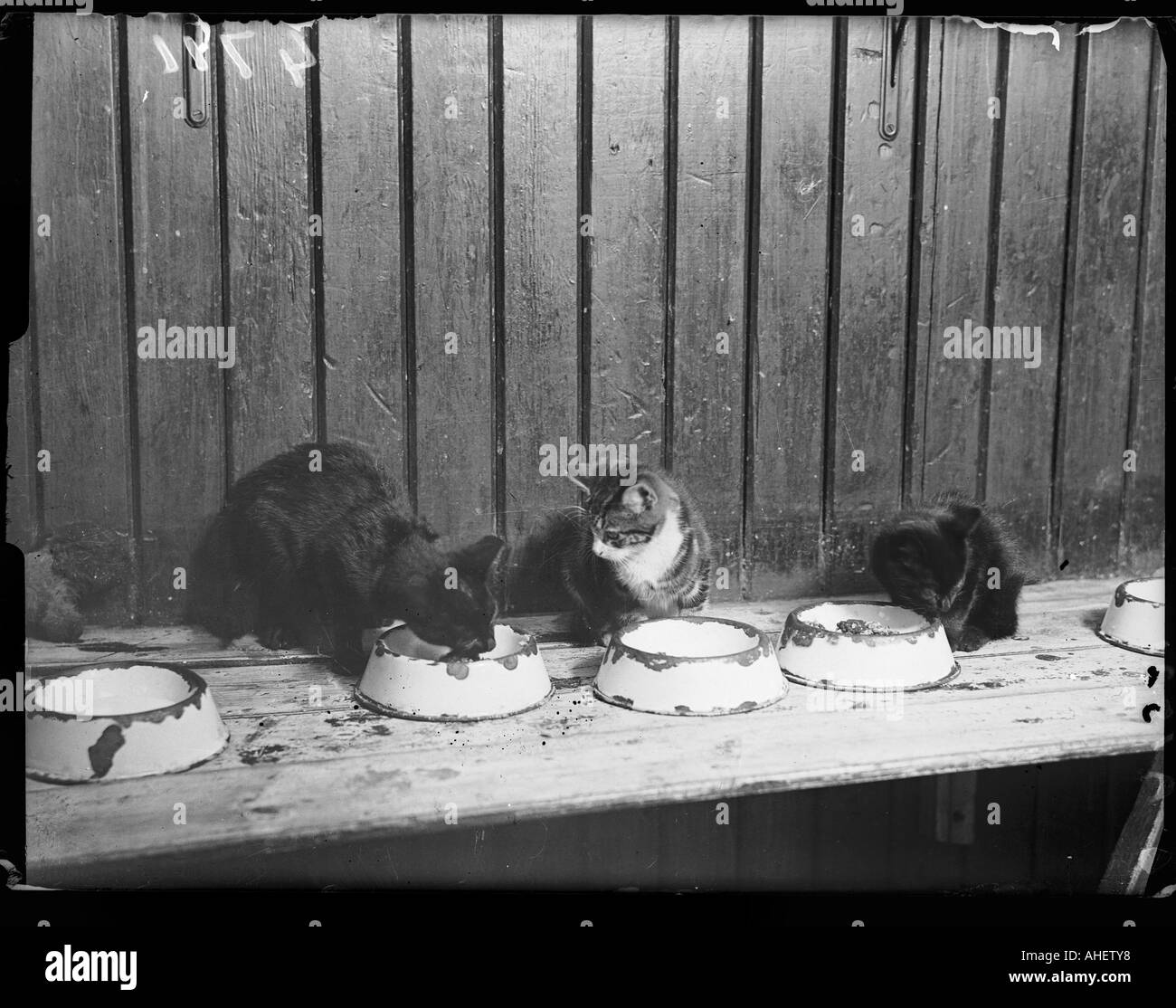 Cats Eating In A Hostel Stock Photo