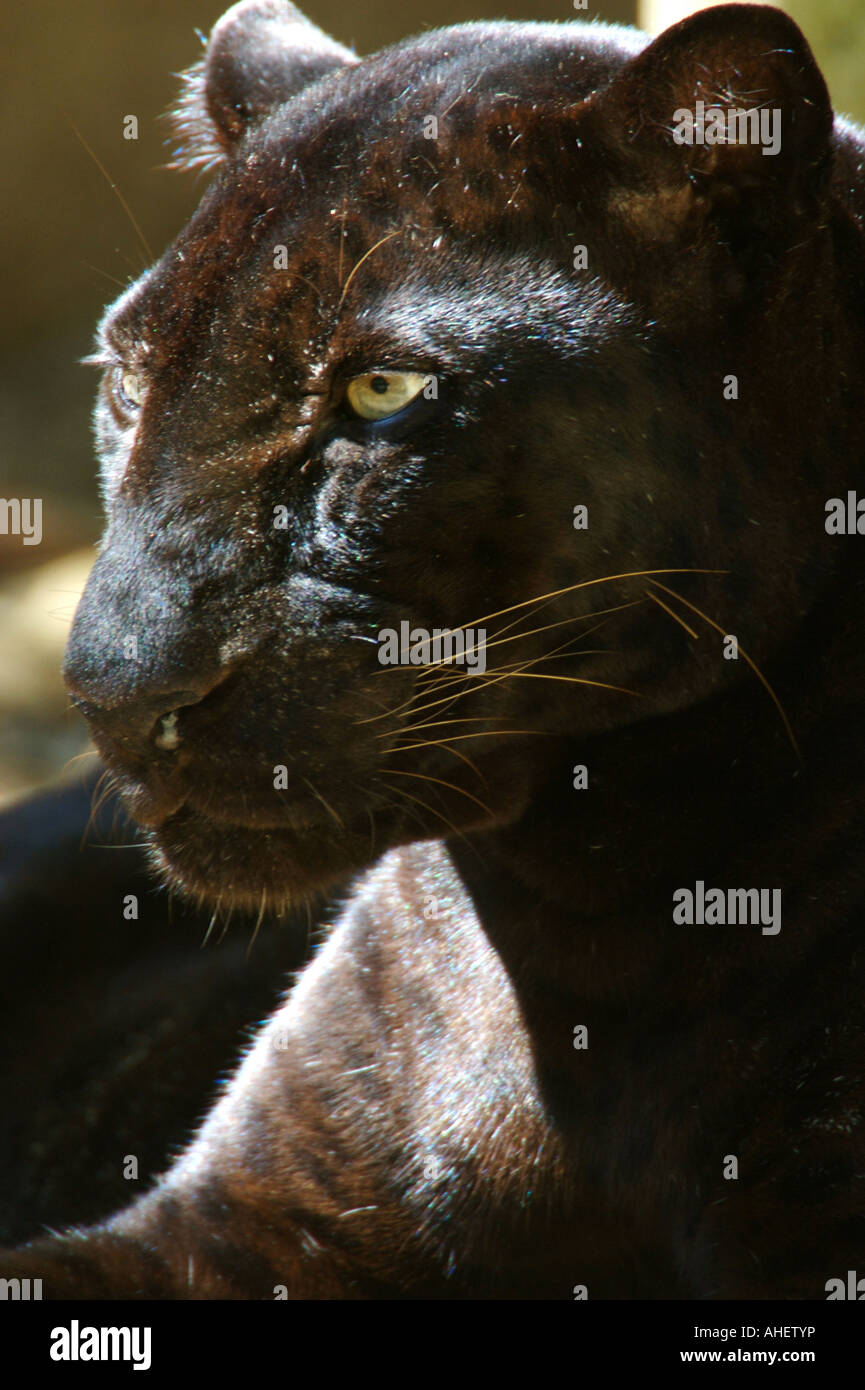 Black leopards hi-res stock photography and images - Alamy