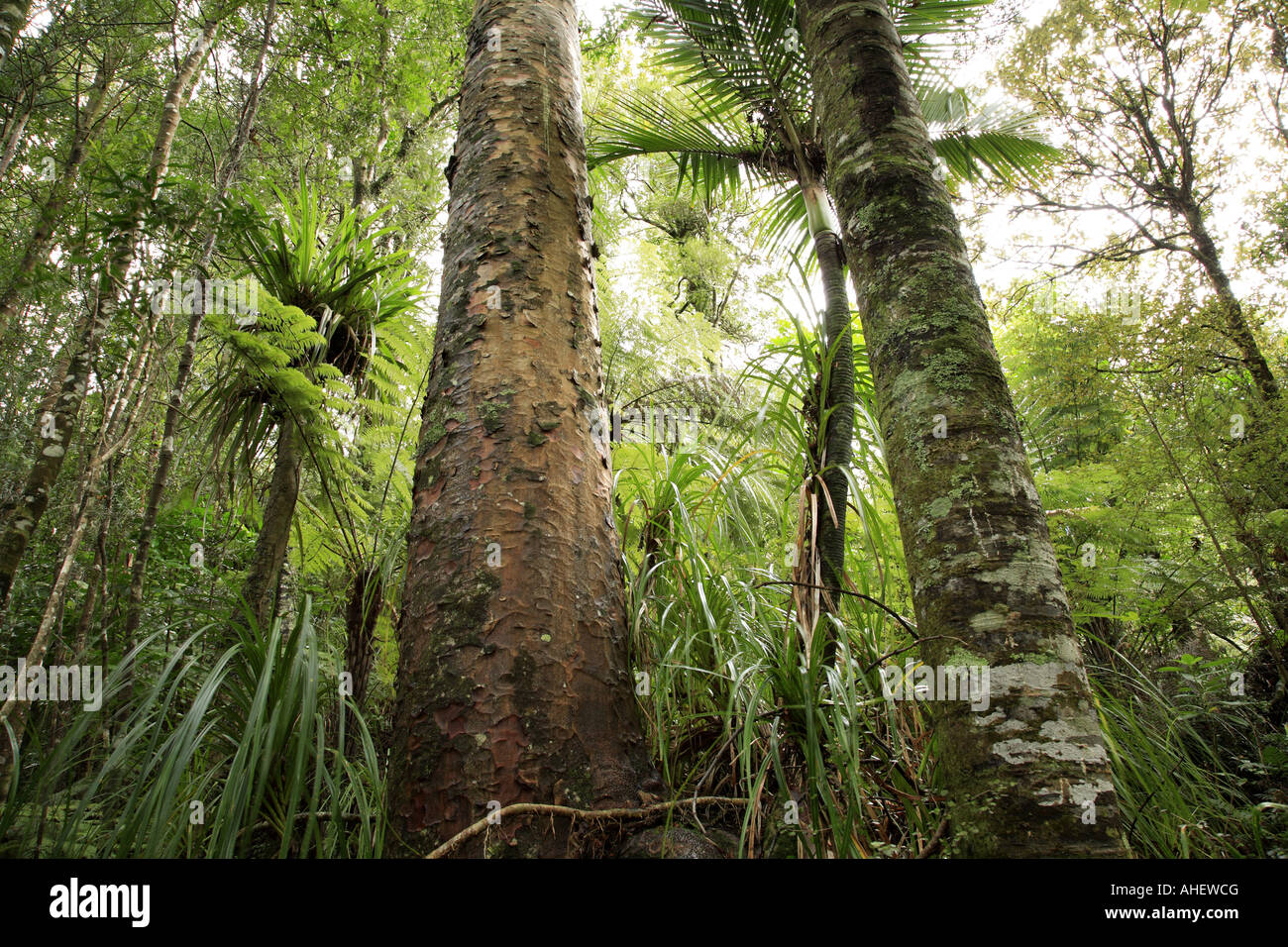 Kauri forest, New Zealand Stock Photo Alamy