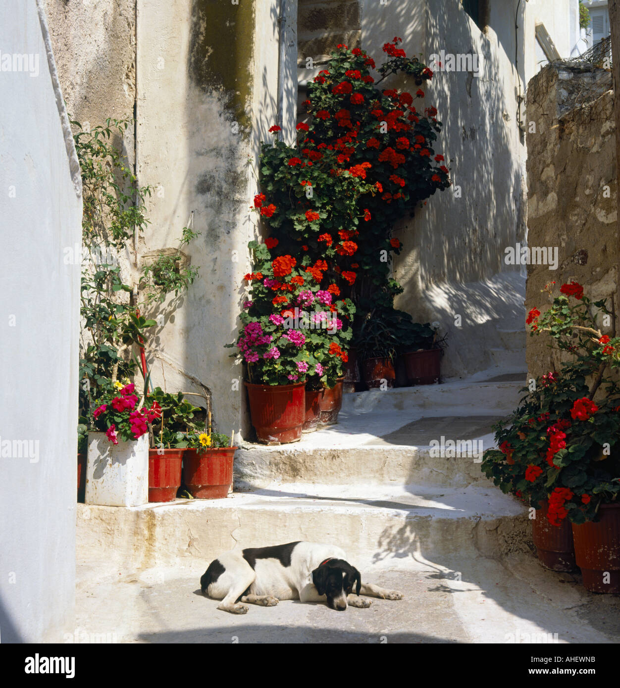 White-washed rustic stone steps between two houses with sleeping dog and pots of geraniums in Naxos Town Naxos Island Greek Is Stock Photo