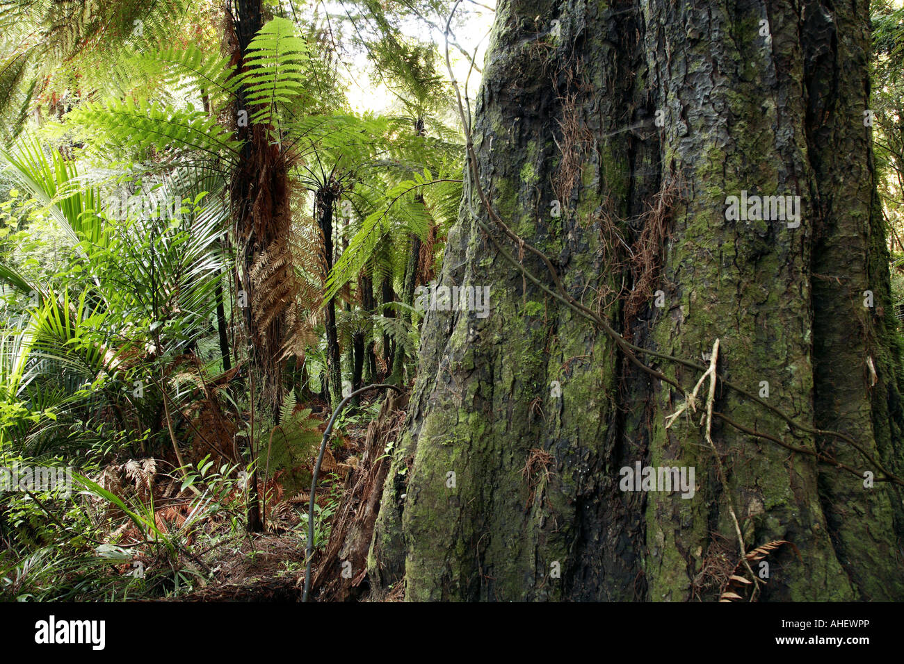 Tree thick trunk in tropical hi-res stock photography and images - Alamy