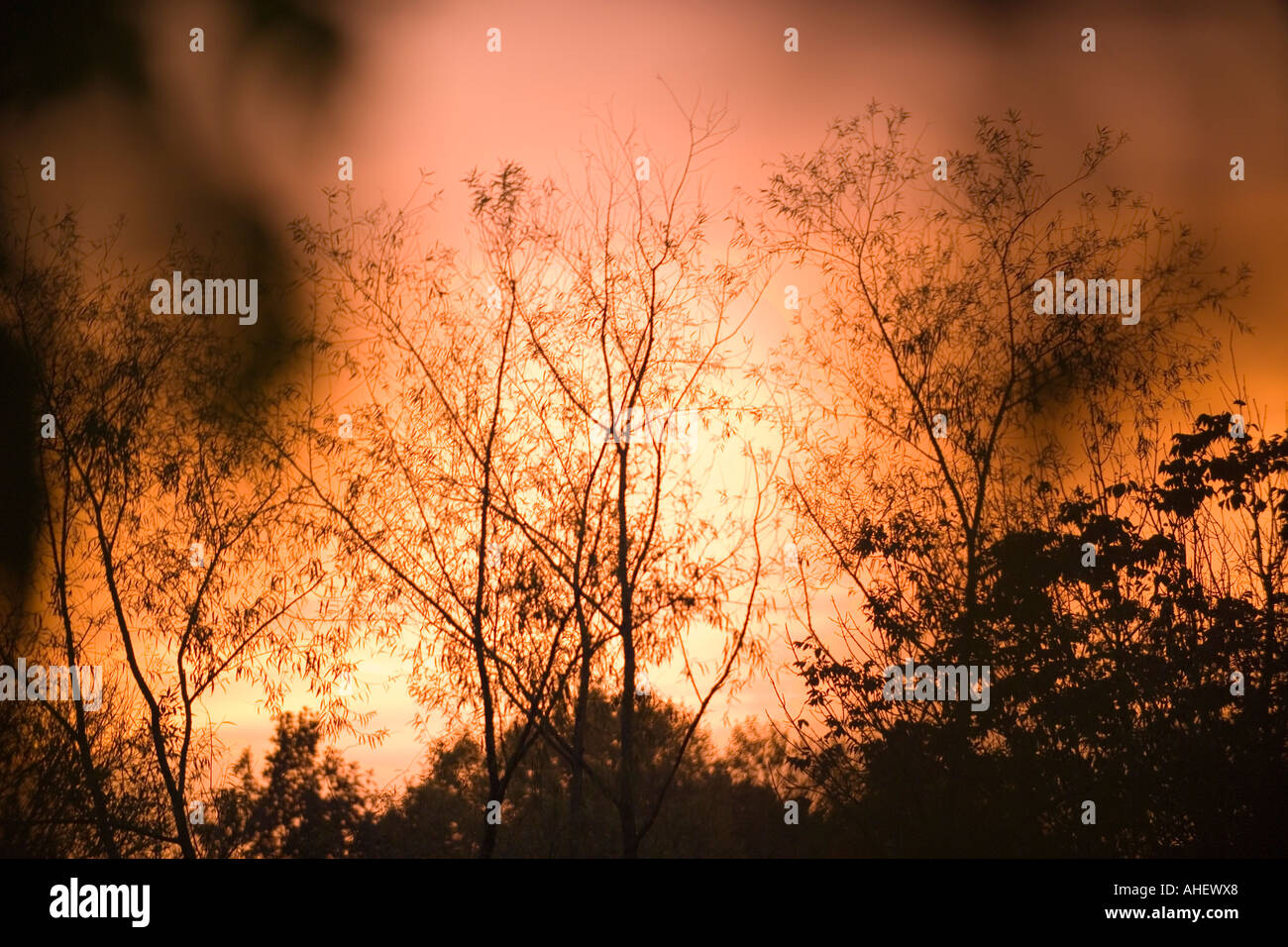 Trees and leaves at Sunset Stock Photo